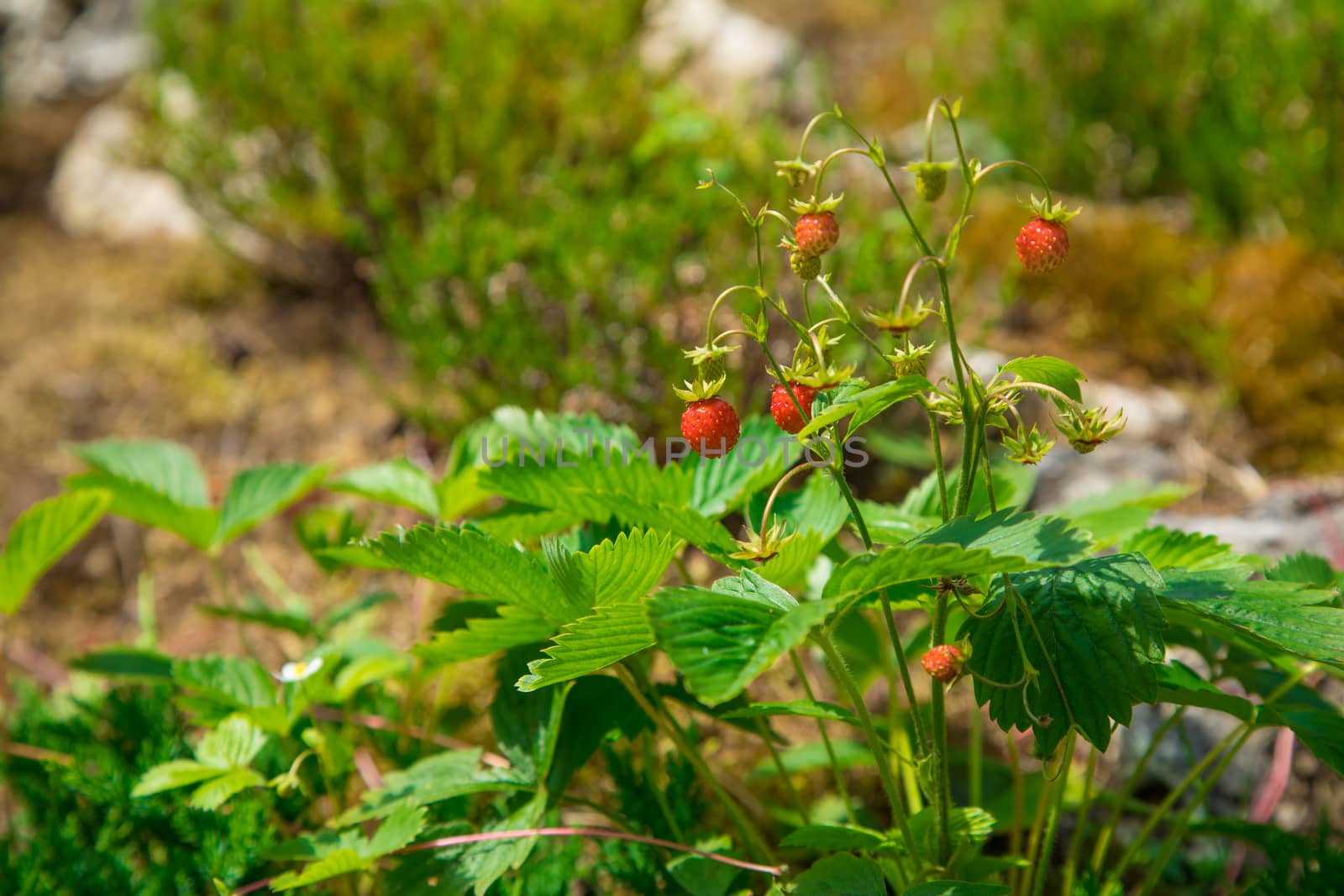 red and ripe wild strawberry by sveter