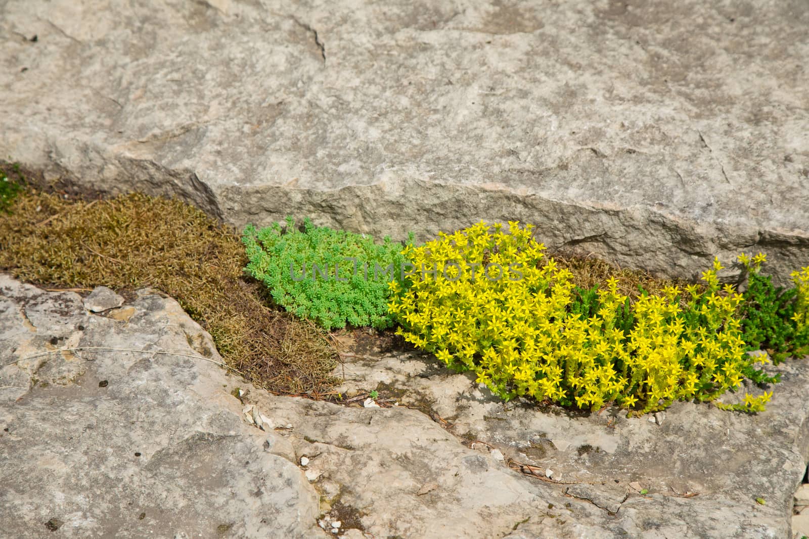 fine green plants around stones. Landscape. Background