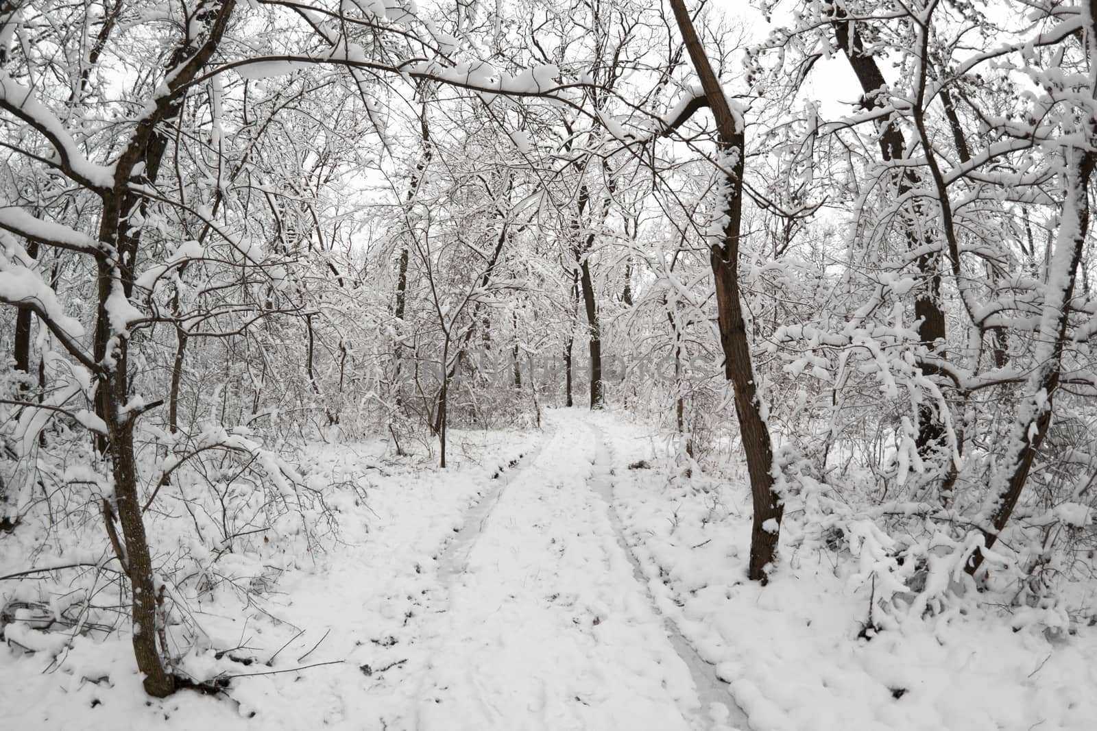 a road in the snow covered forest