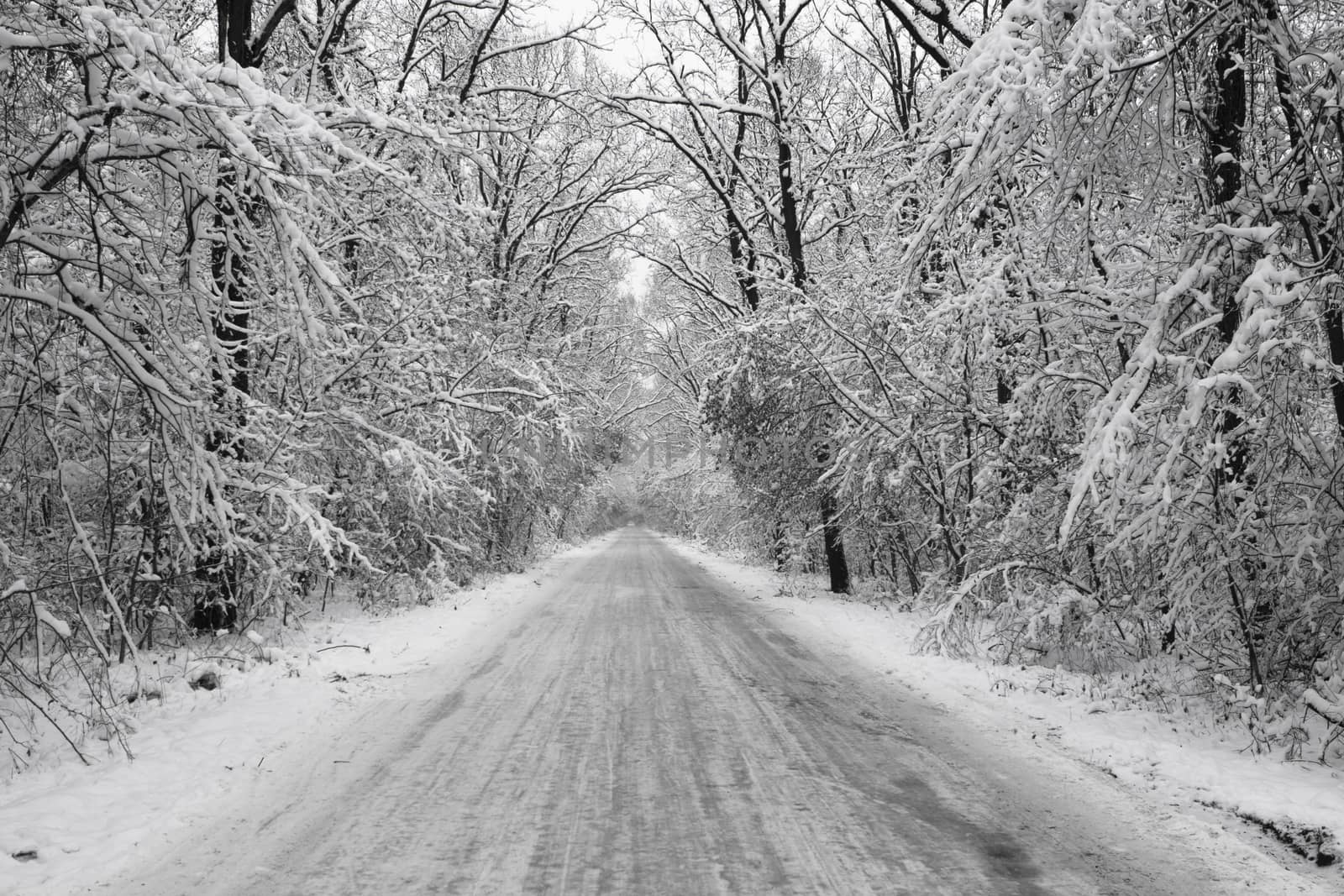 forest road in the winter covered with  snow all white