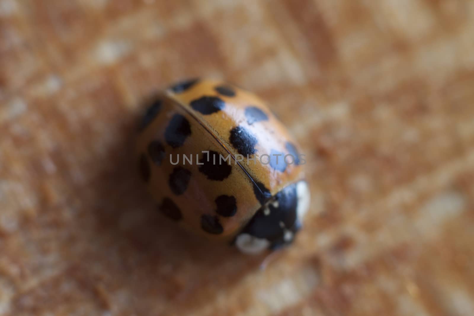 orange ladybeetle top view focus on the back spots