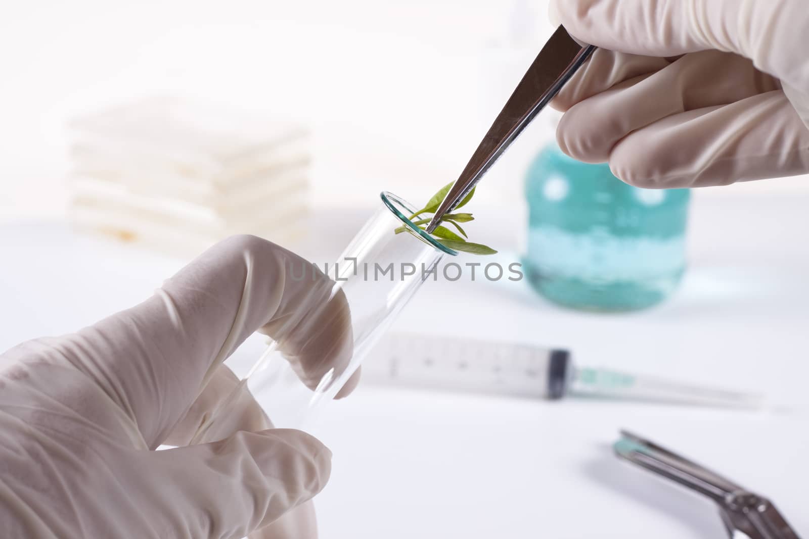 laboratory cloning experiment on plants