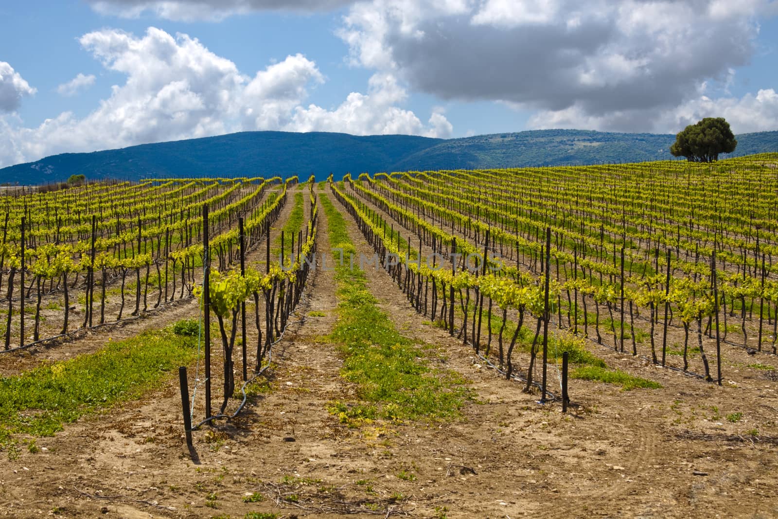 winery with mountain and cloudy sky in the background