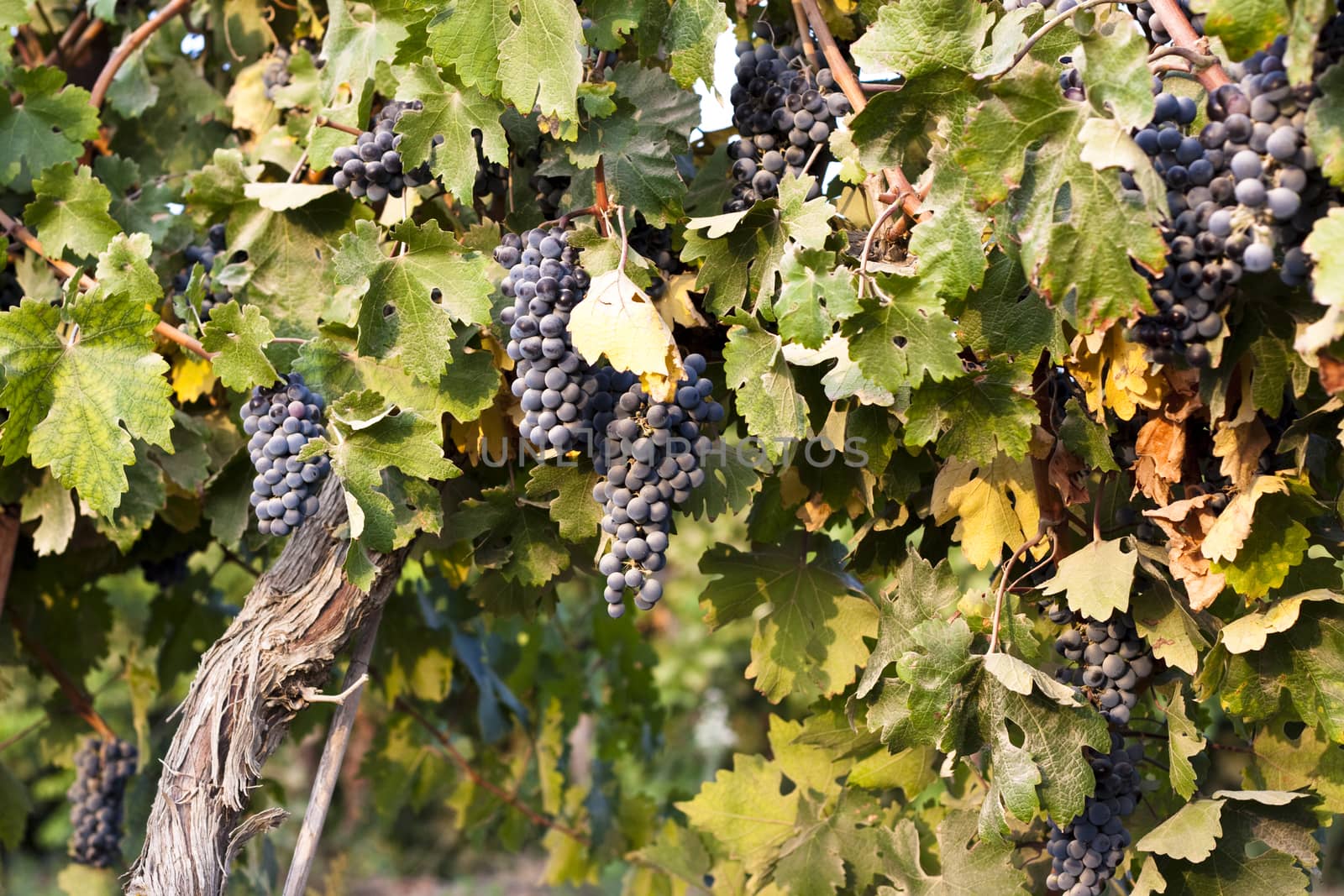 grapes in a  vineyard with leaves at sunset light