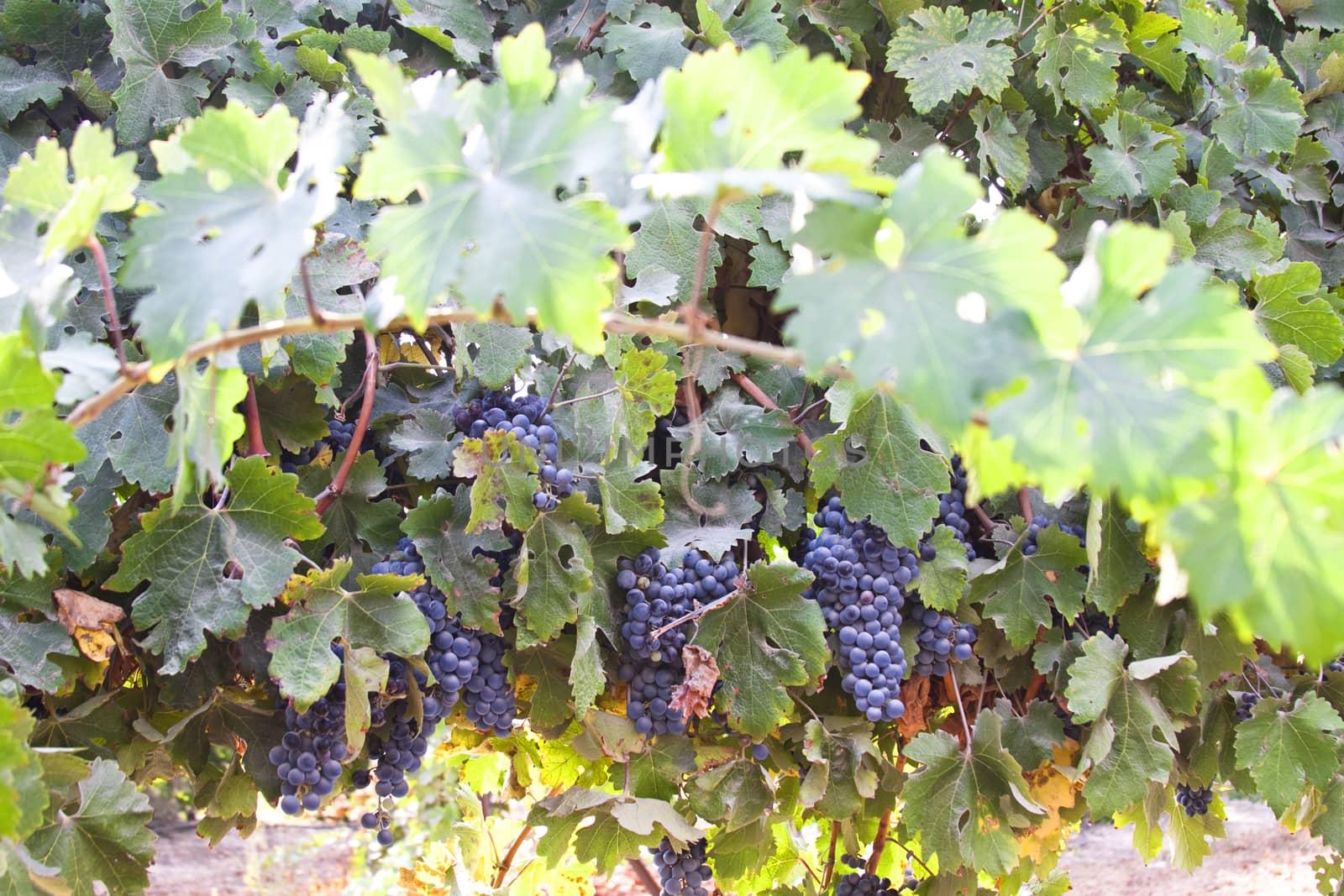 purple grapes in a vineyard with green leaves all arround 