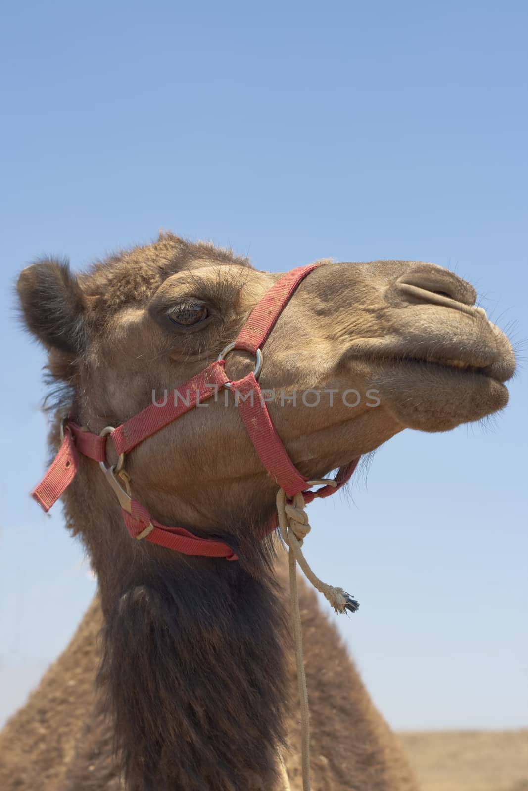 camel head close-up on blue sky background focus on the eye