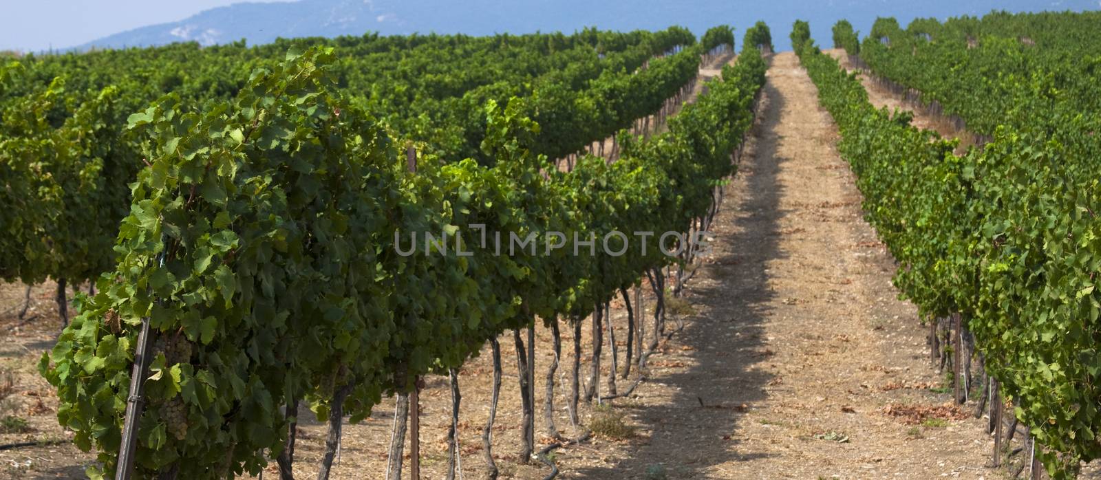 wineyard rows on a hill with grapes in the north of israel