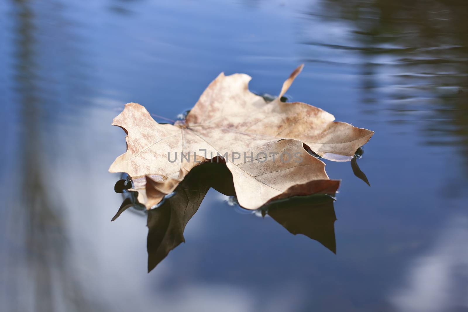 single floating broen leafe closeup with sky reflection in the water