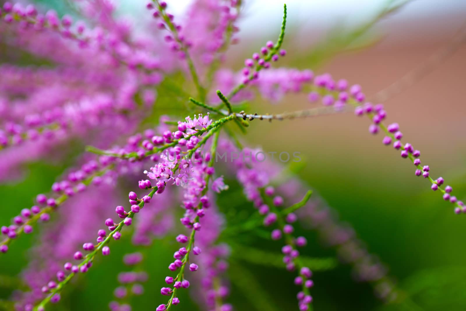 The branches of the unusual shrub Tamarix tetrandra. Shallow depth of field.