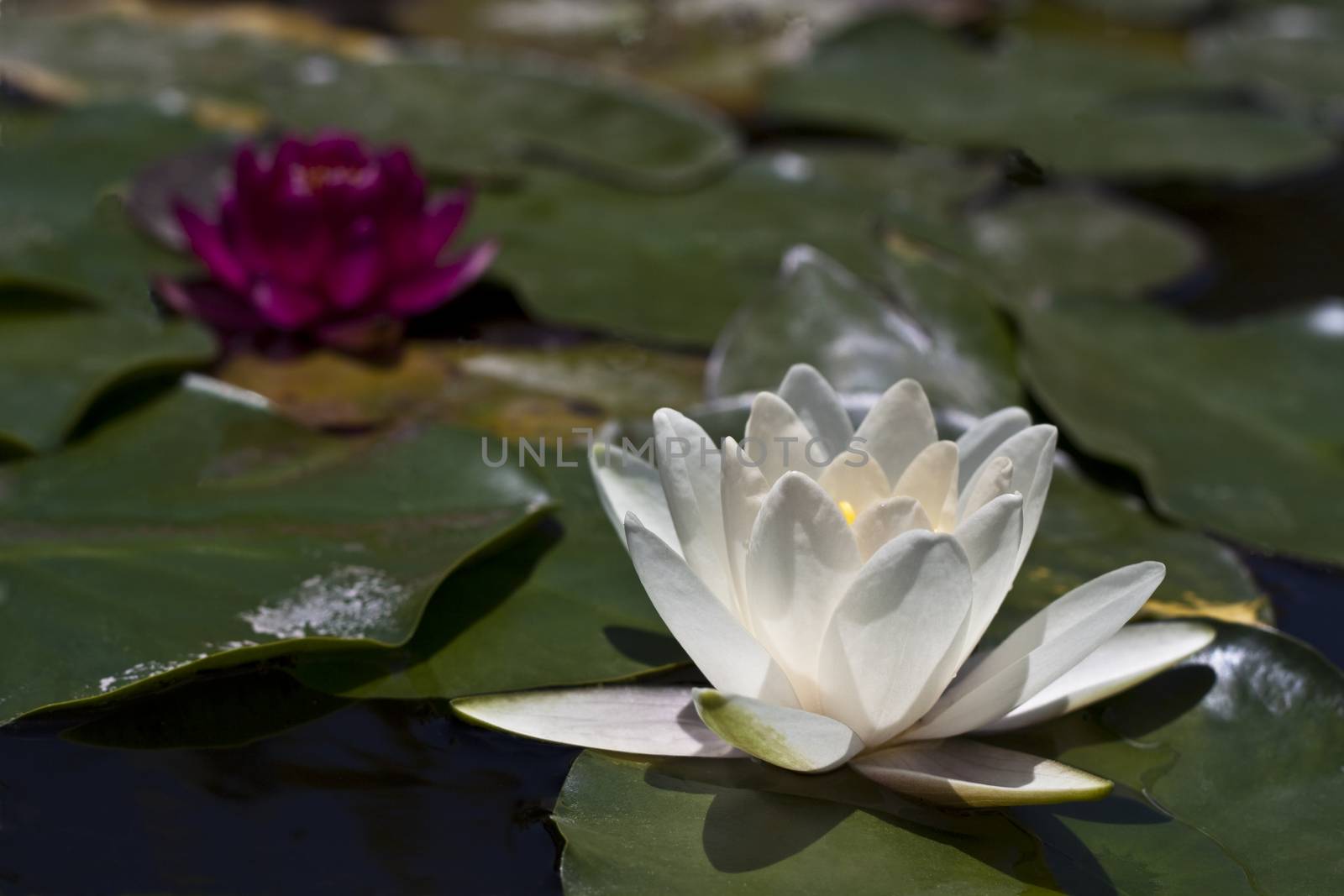 a pair of water lily's the focus is on the white