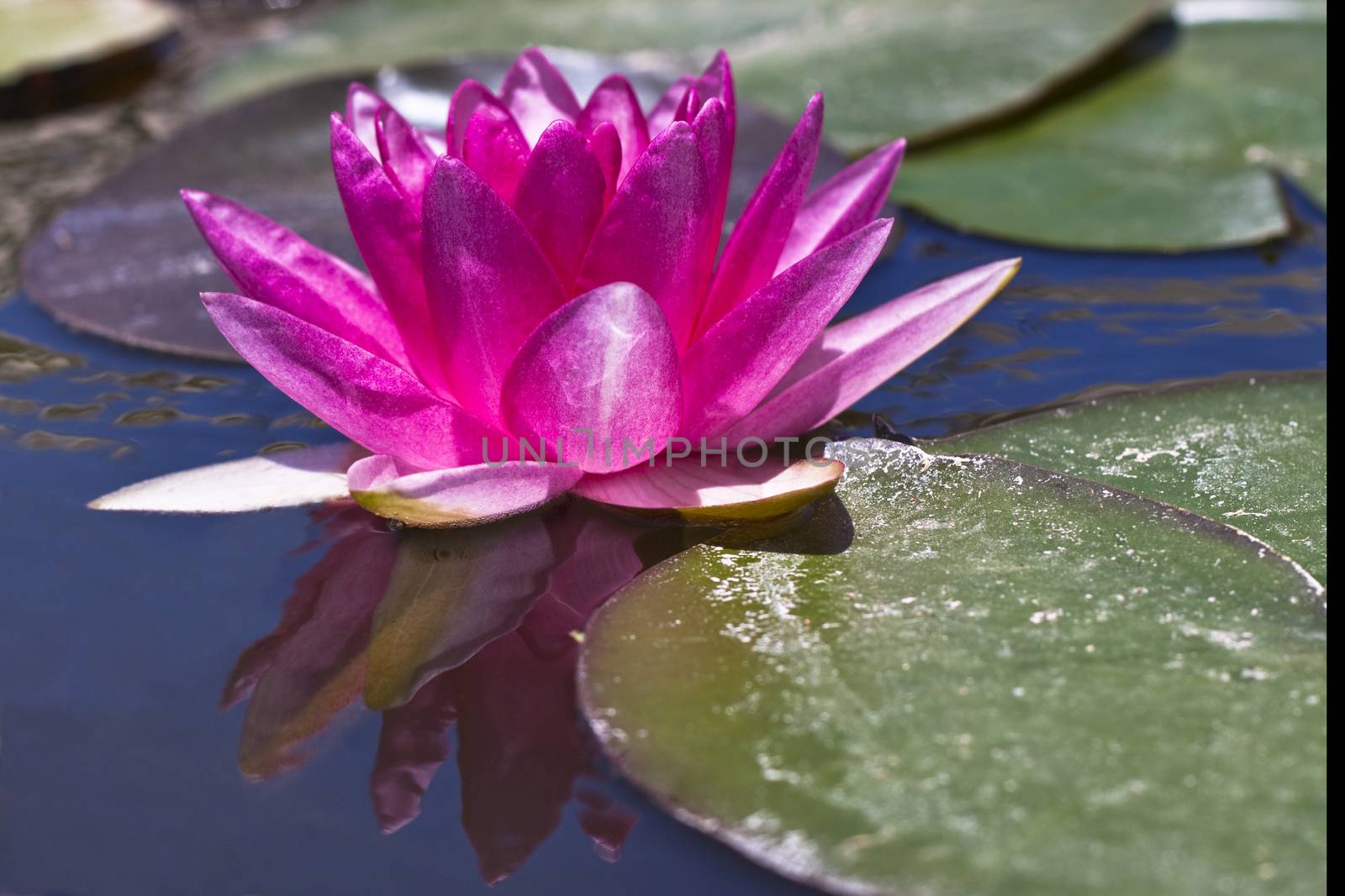 single water lily by orcearo