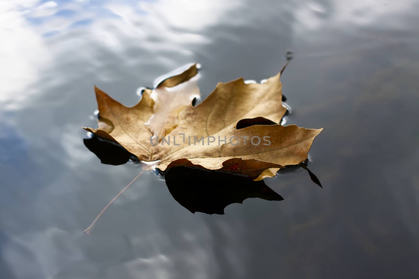 single floating brown leaf closeup with sky reflection in the water