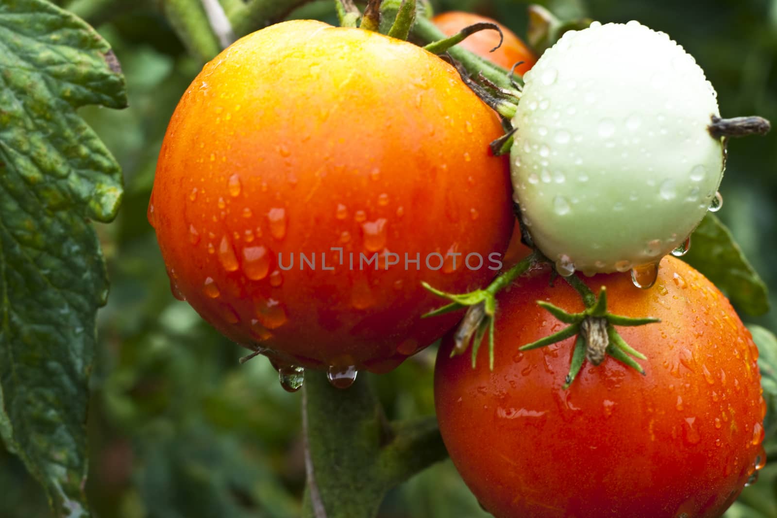 organic red wet tomato on the plant after the rain 