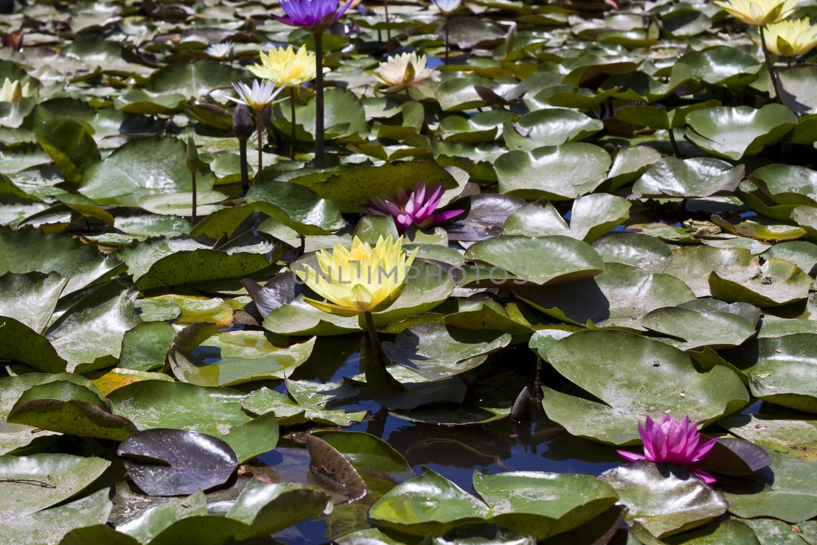 colored water lilly fith floating leafe's in a pond