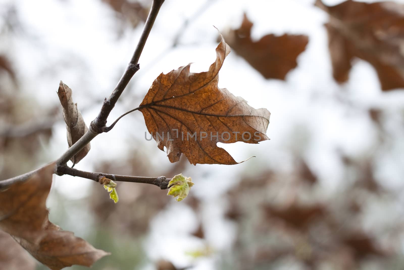 brown leaf on a tree next to a new young leaf fall and spring unite