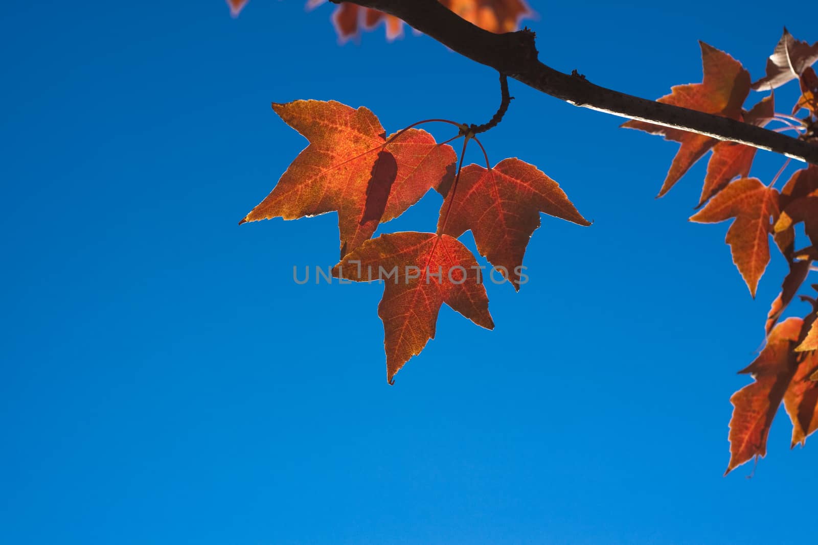 rusty color autumn lefes with blue sky in the background