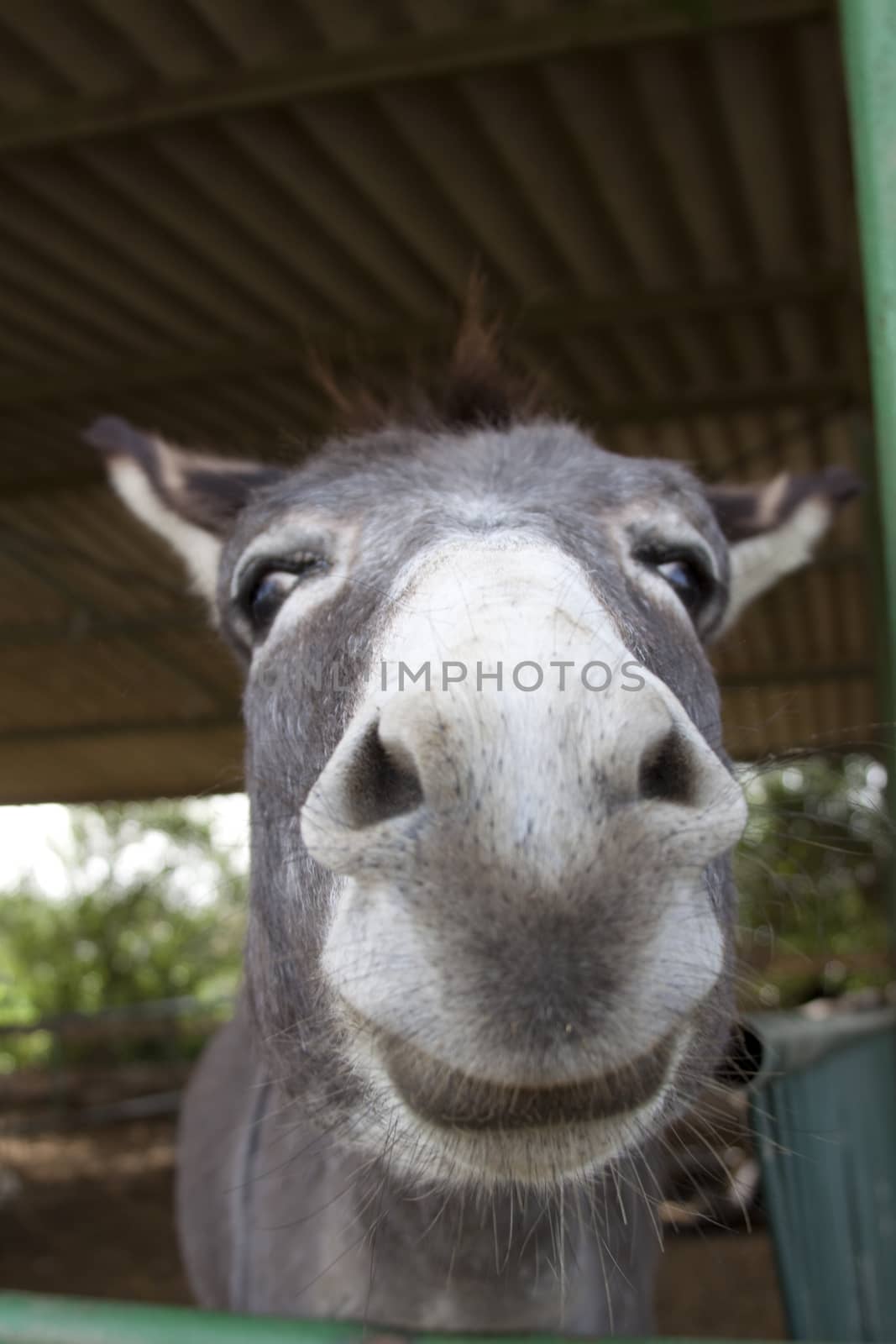 a donkey smiling face closeup in a barn