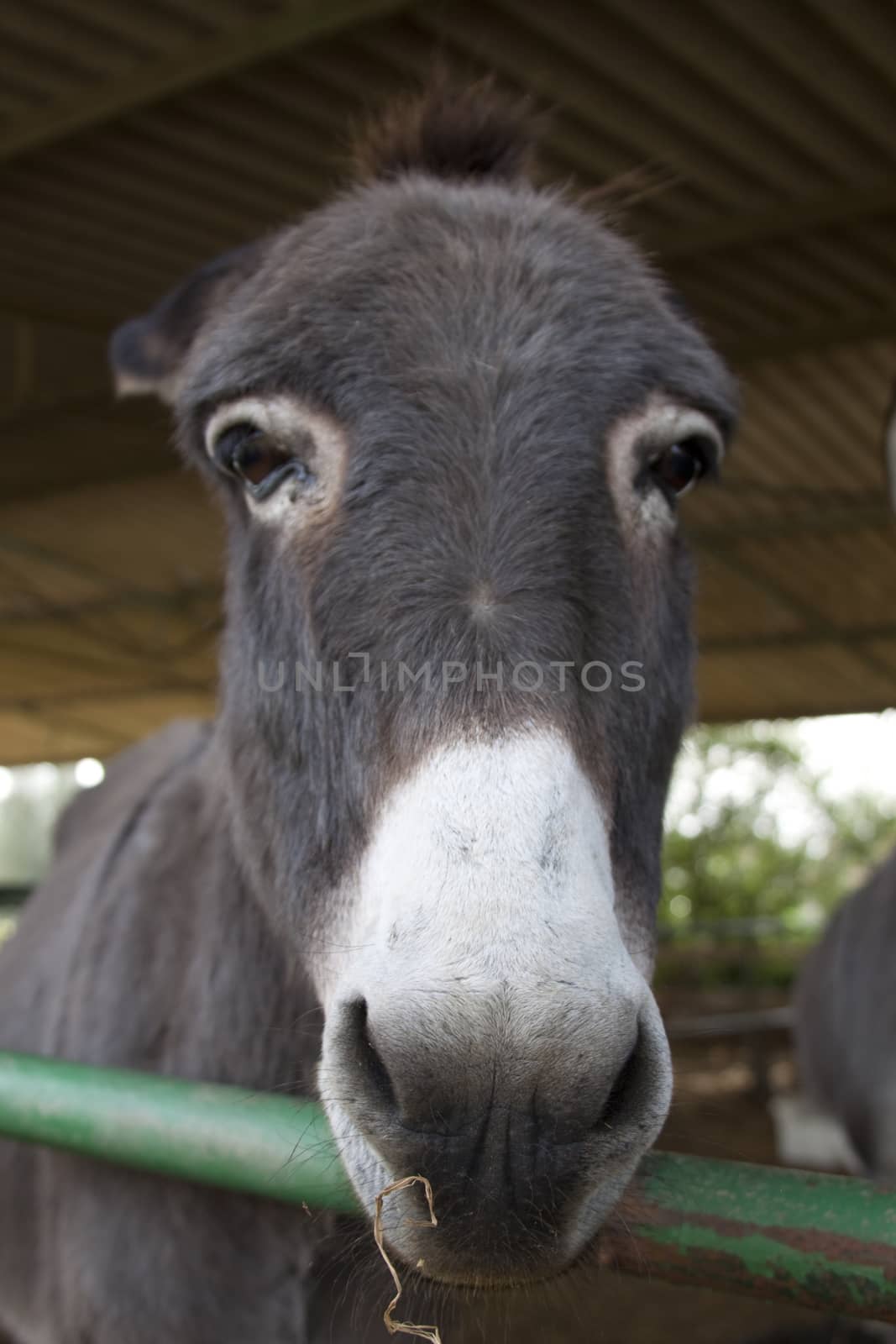 donkey face closeup  focus on the nose