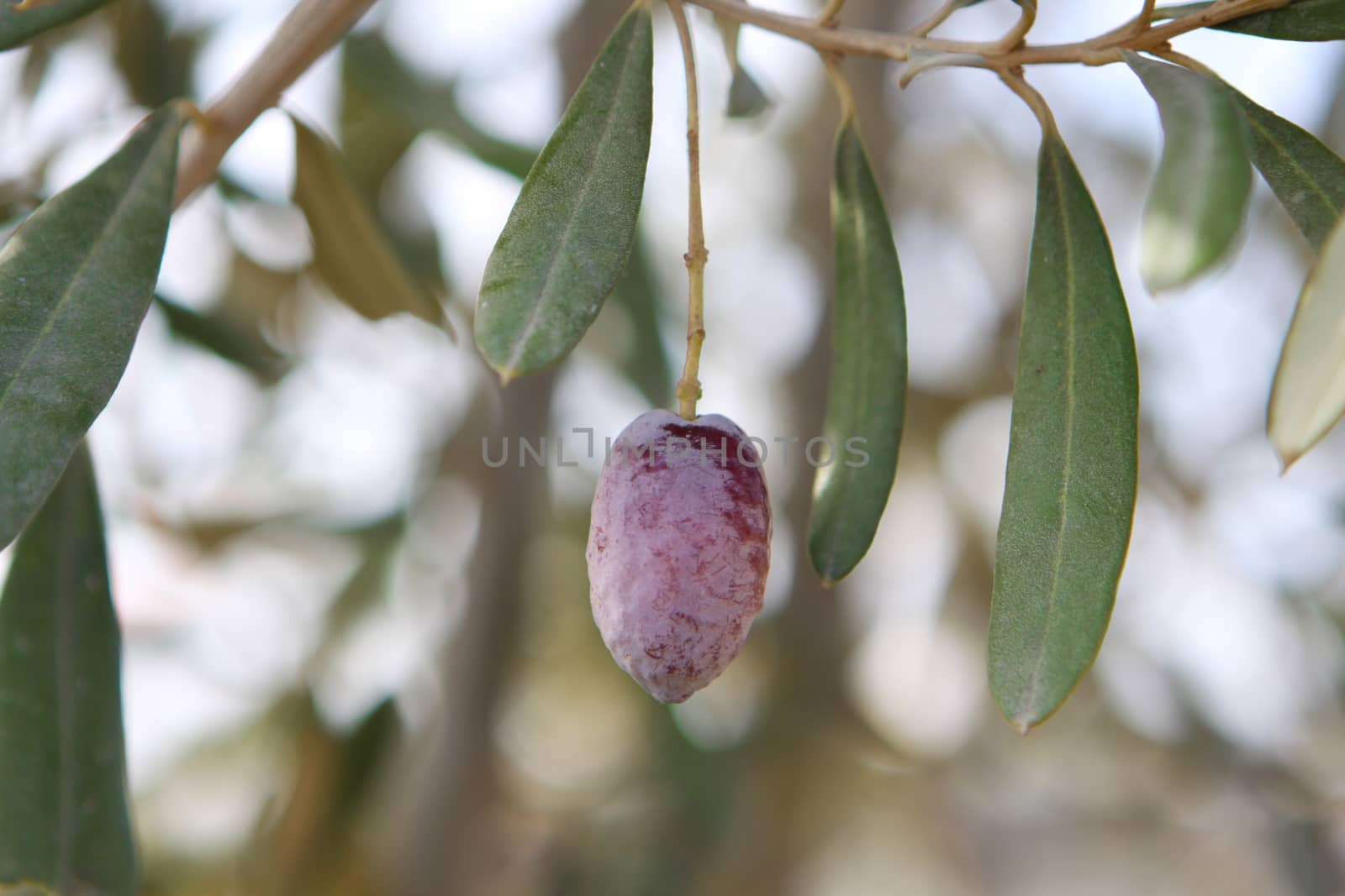 single olive by orcearo