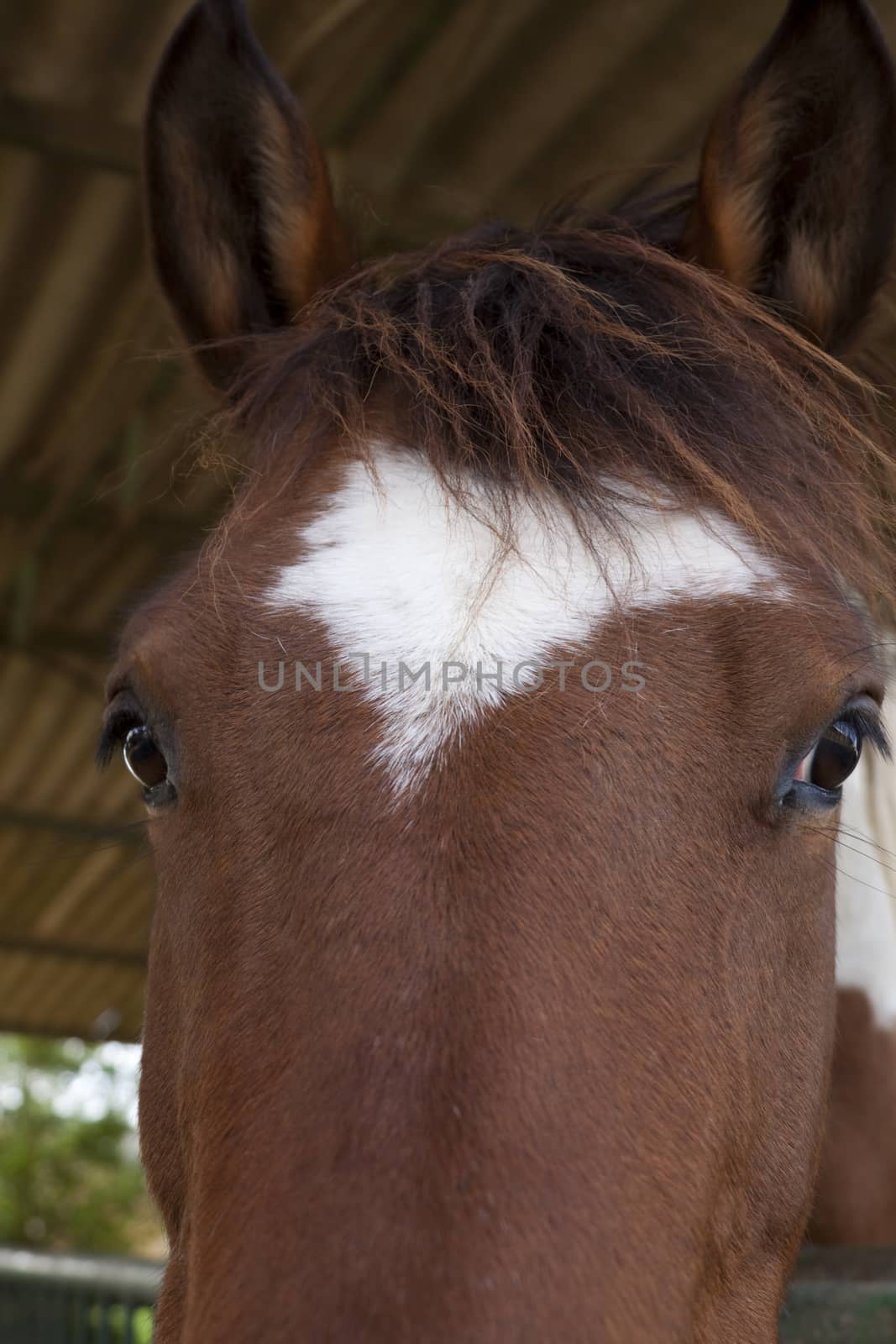 brown horse head closeup big opened eyes and white star on the fronthead