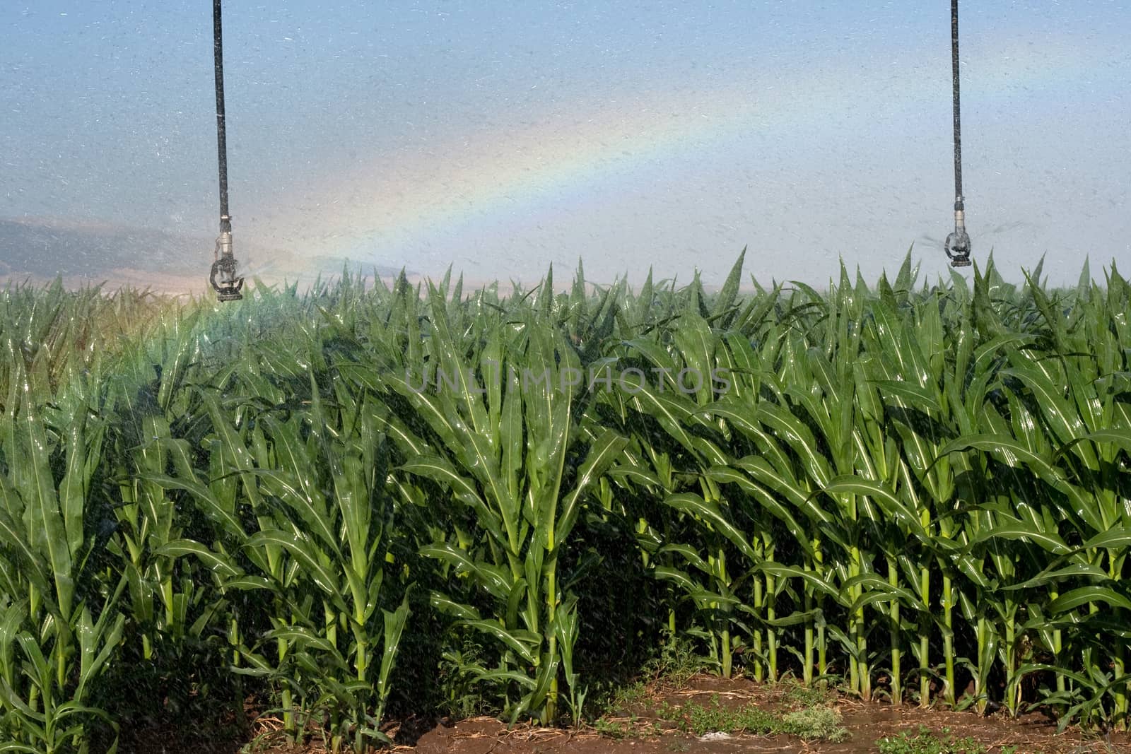 corn field and rainbow by orcearo