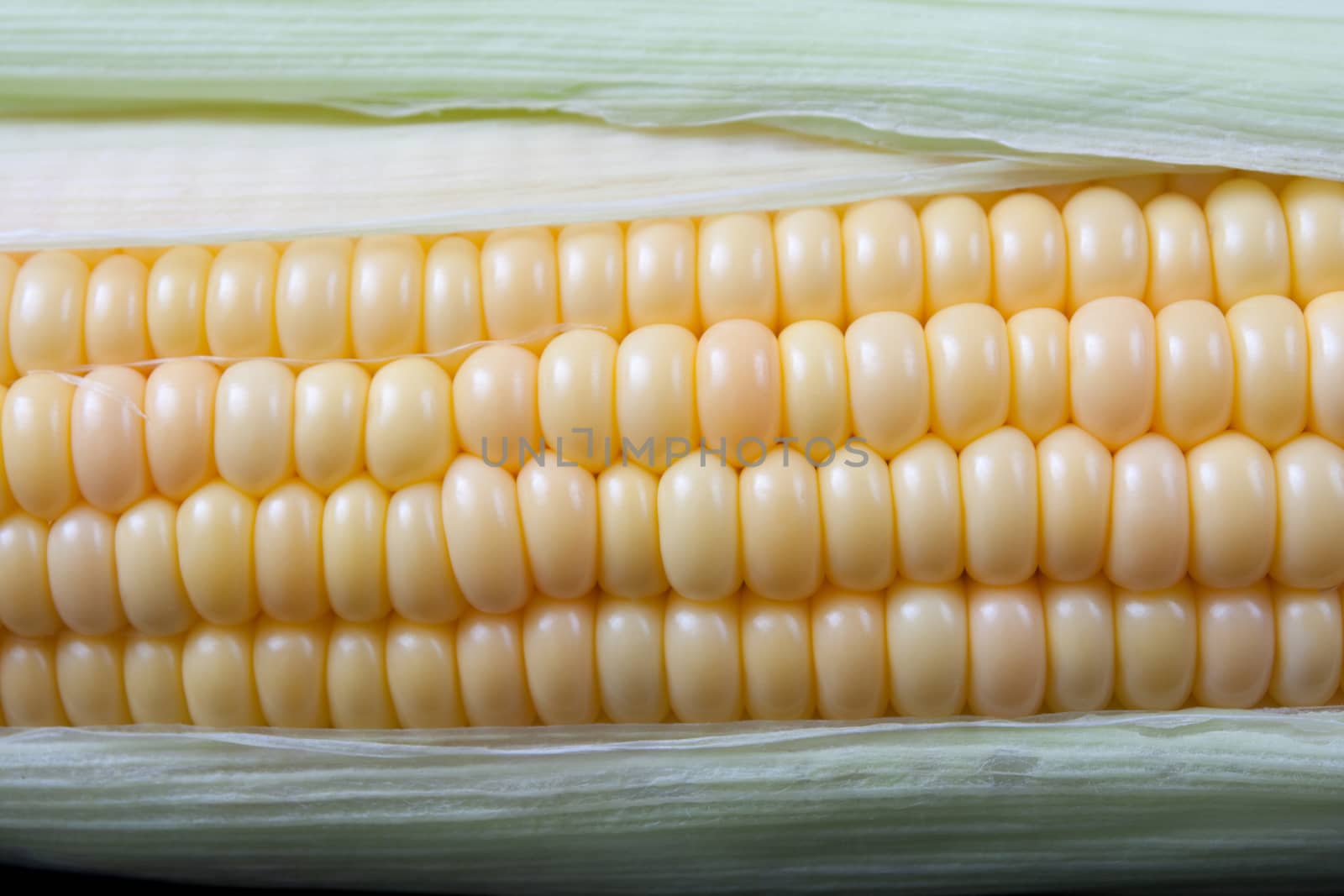 corn by orcearo
