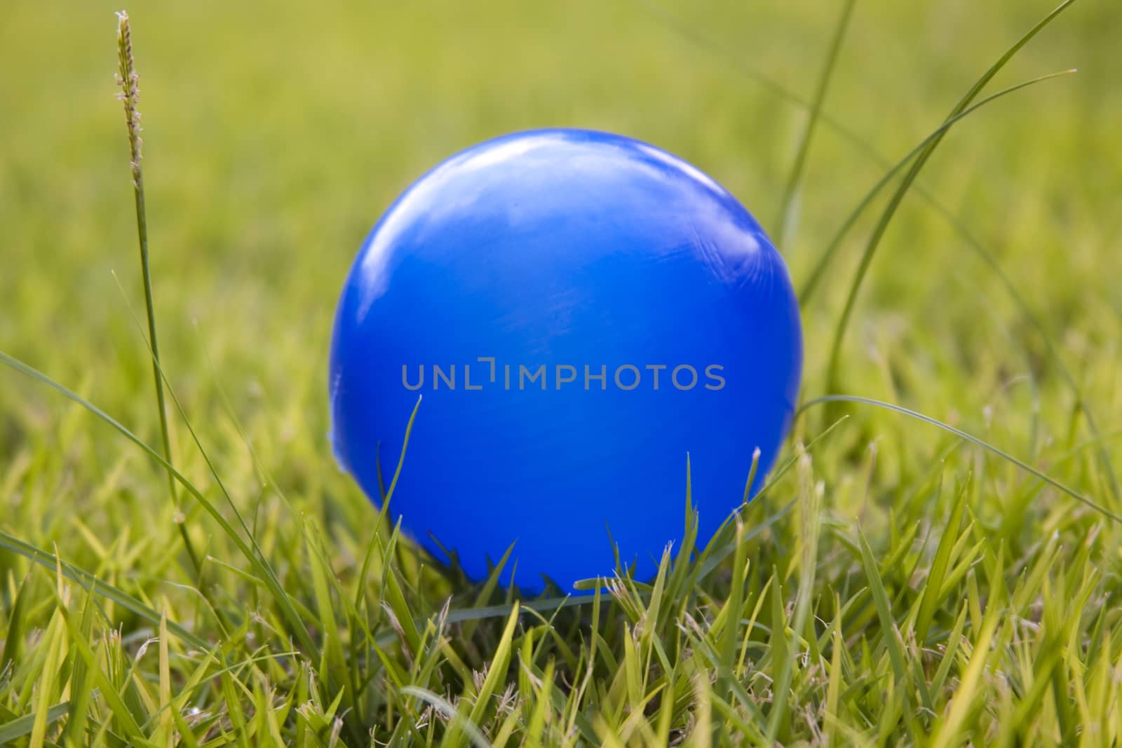 blue ball on green grass a sunny day in the park