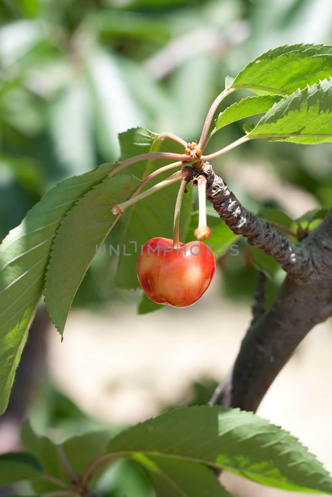 charry tree full of sweet appetising  red fruits