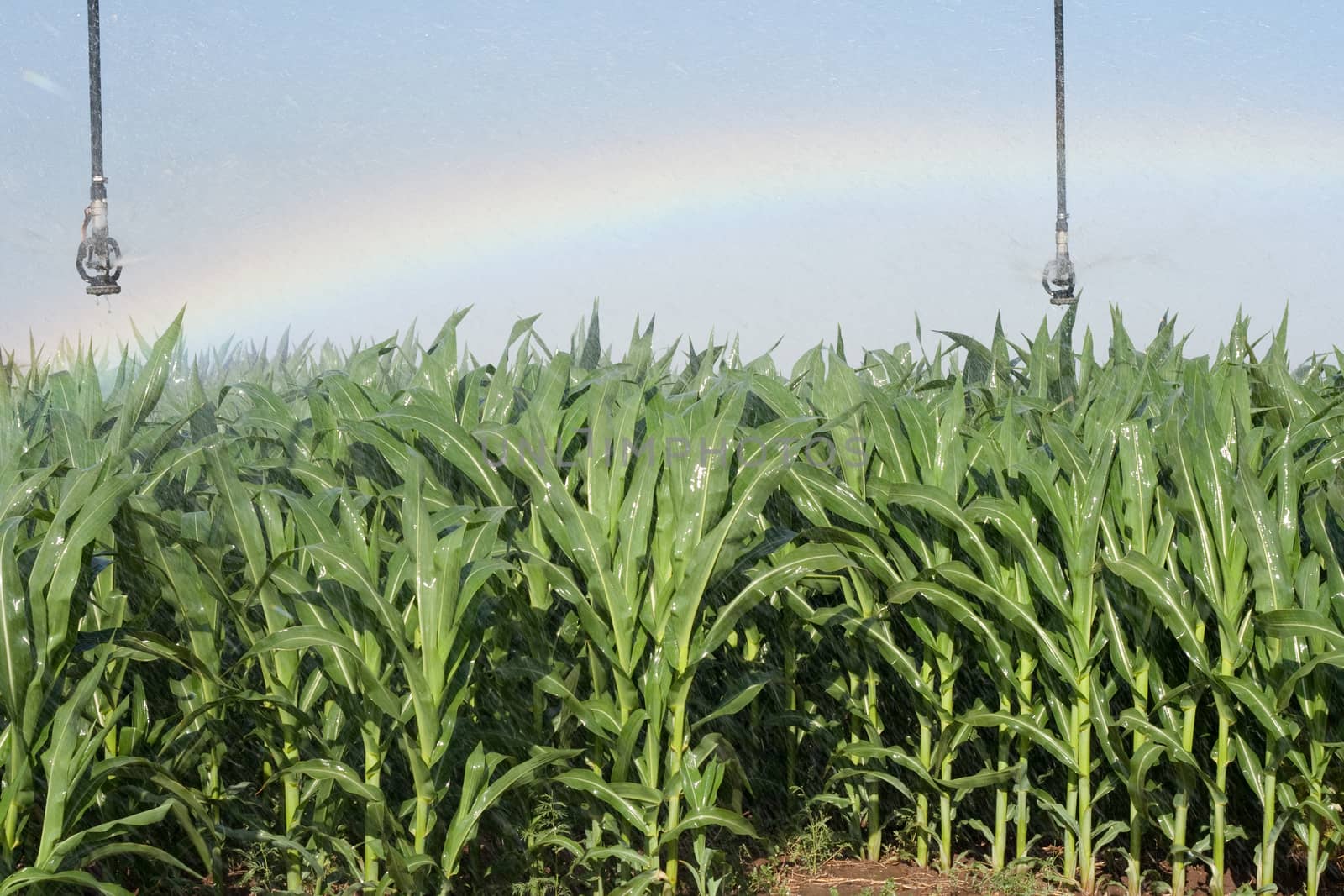 rainbow in a corn field while prinklers work