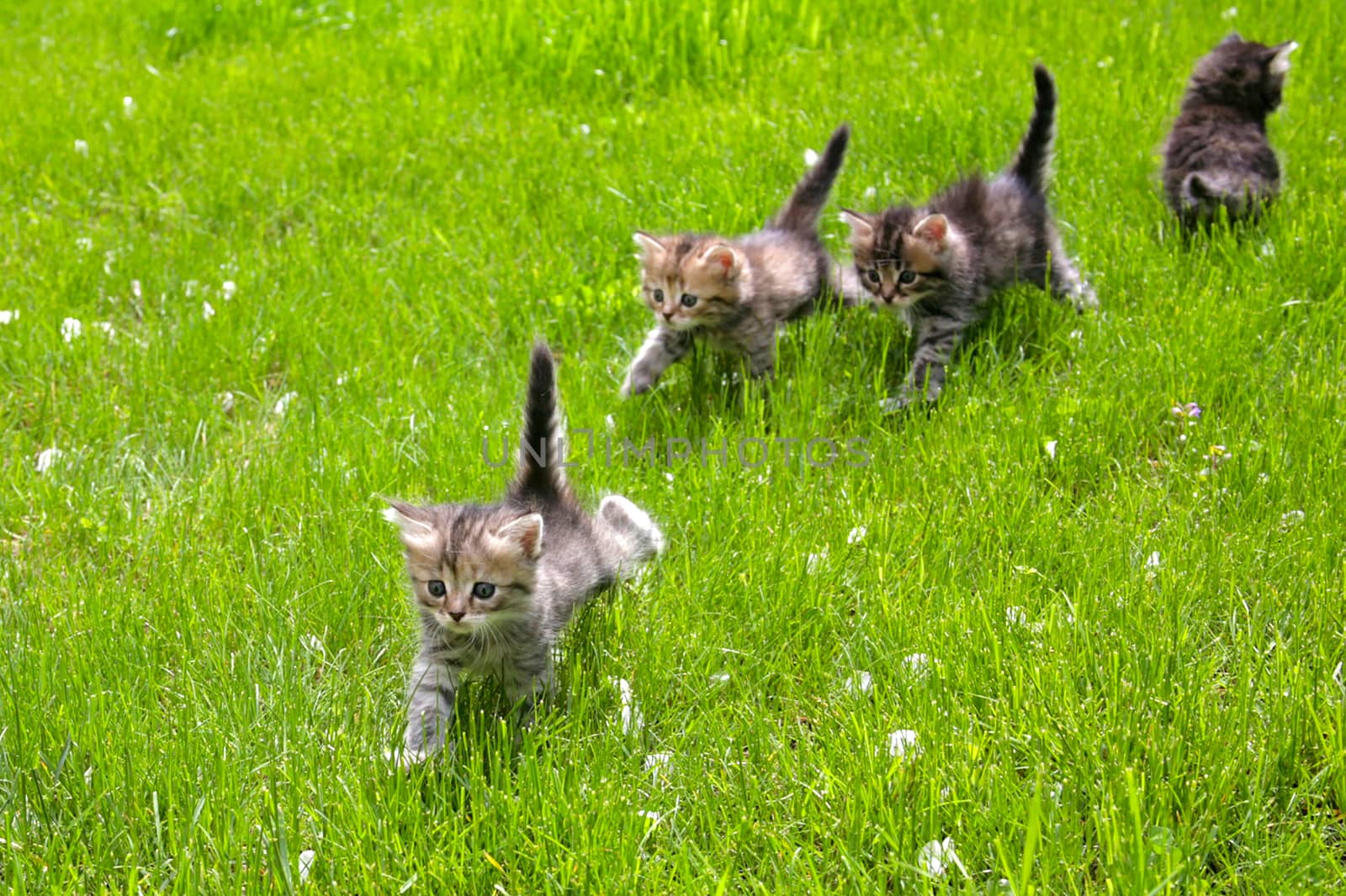 A group of fluffy striped funny kittens are walking on the lawn with green grass on a sunny spring day.