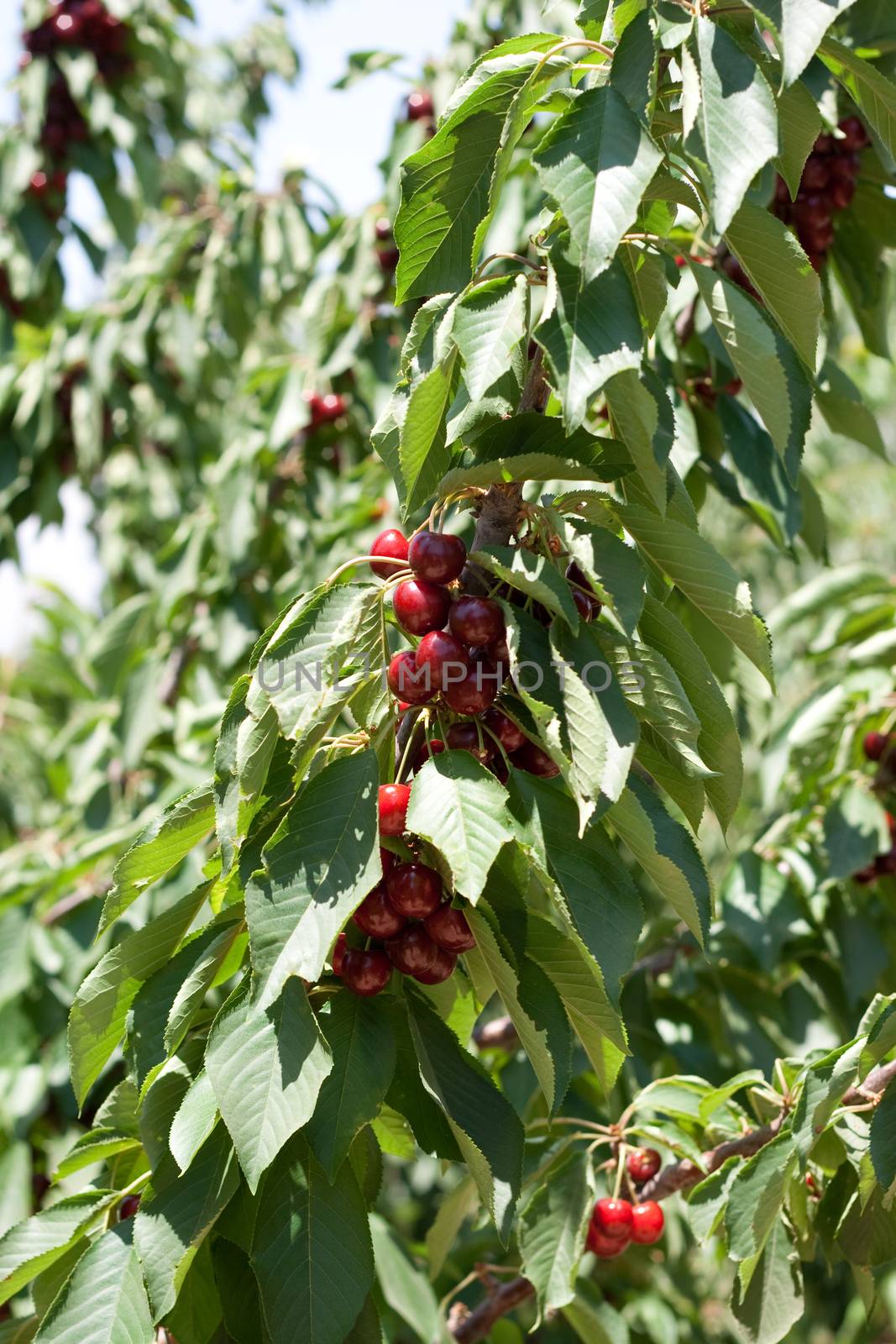 charry tree full of sweet appetising  red fruits