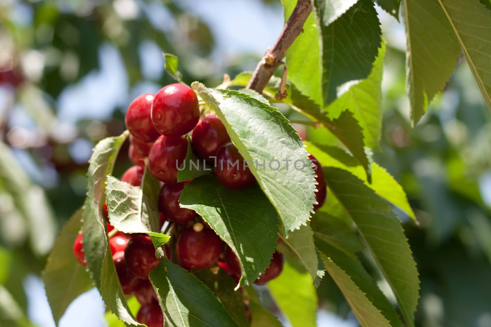 charry tree full of sweet appetising  red fruits