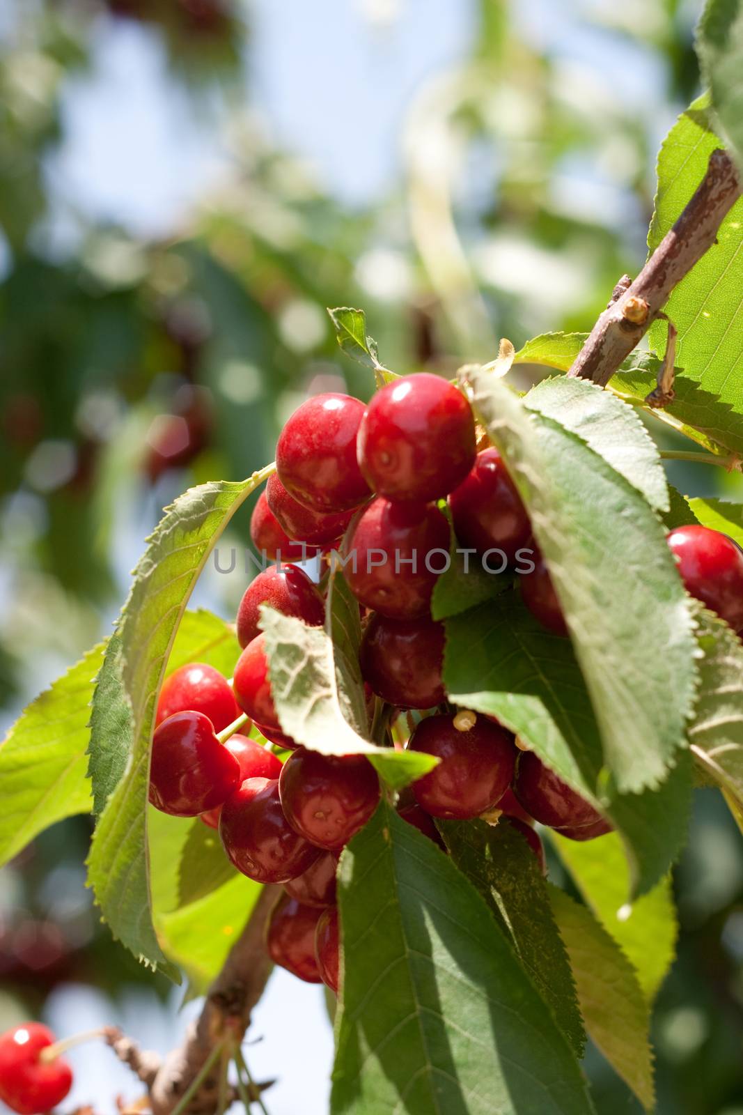 charry tree full of sweet appetising  red fruits