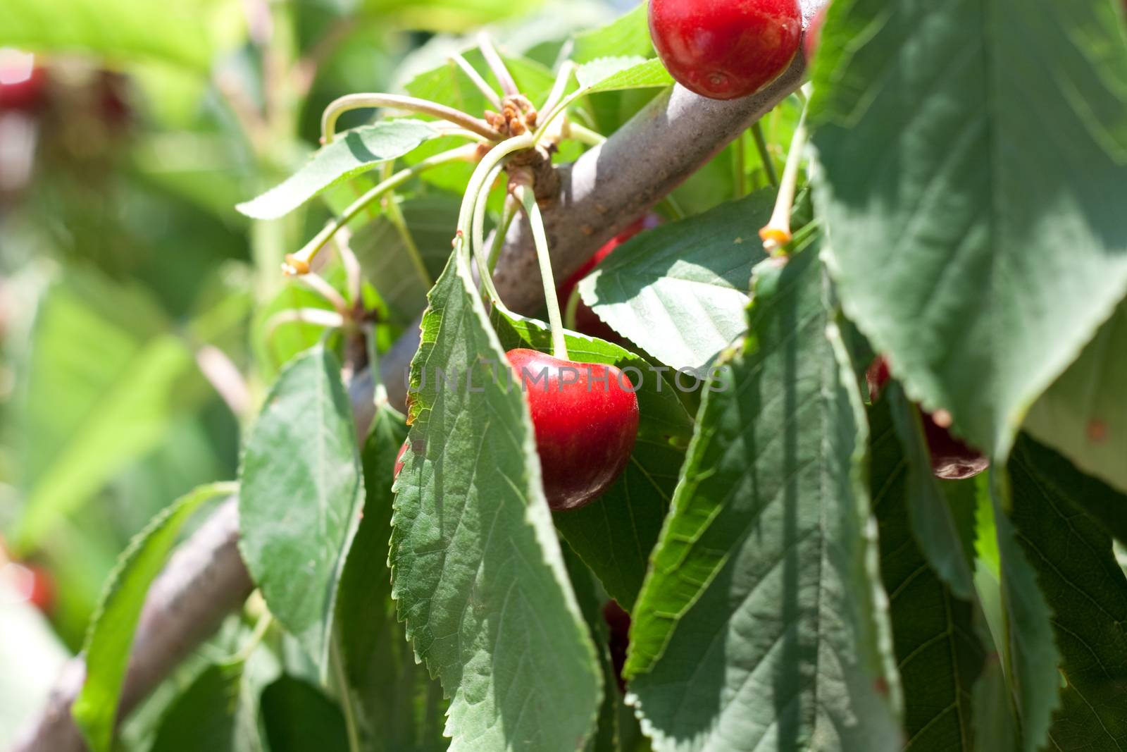 charry tree full of sweet appetising  red fruits