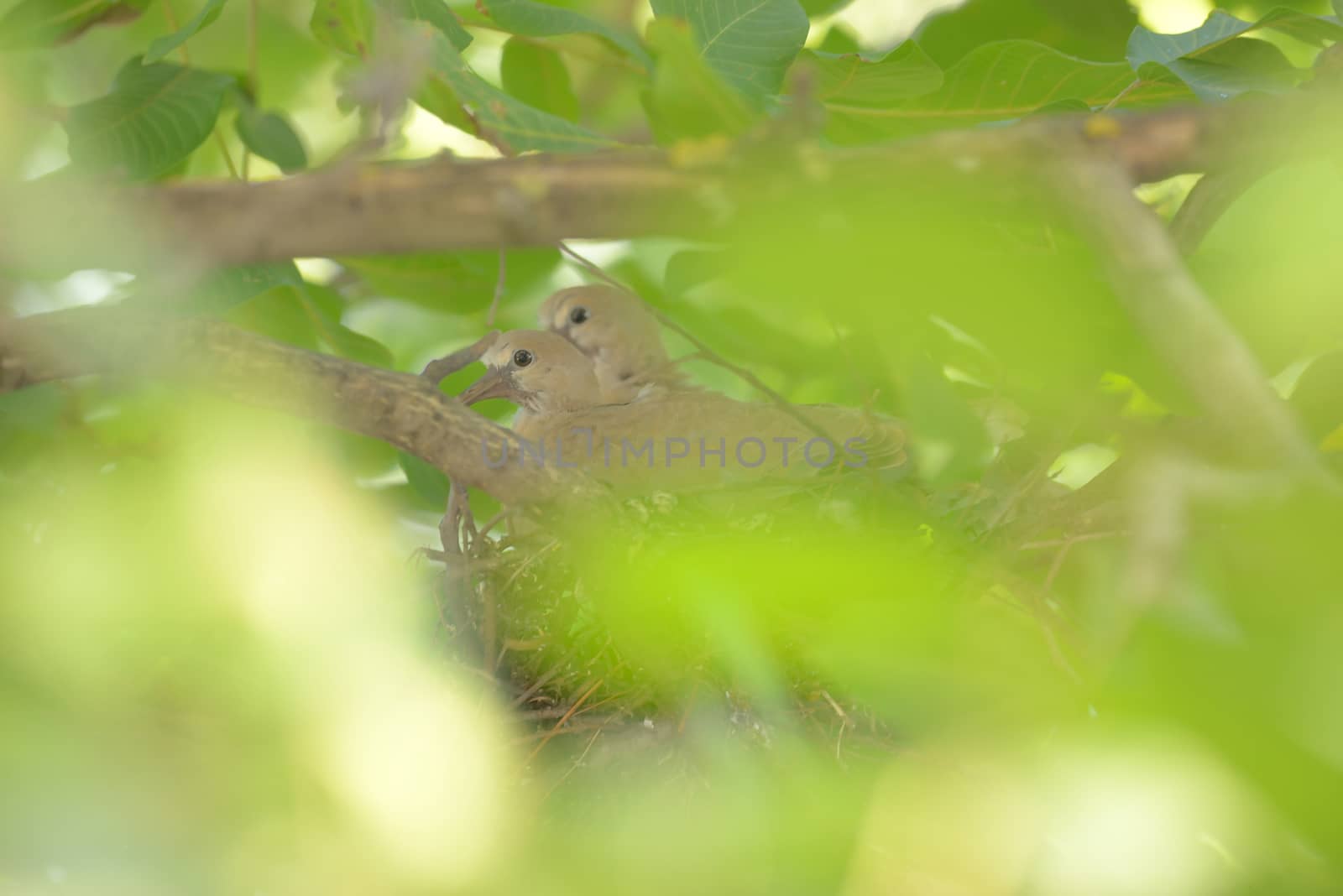 Young dove Streptopelia decaocto in nest