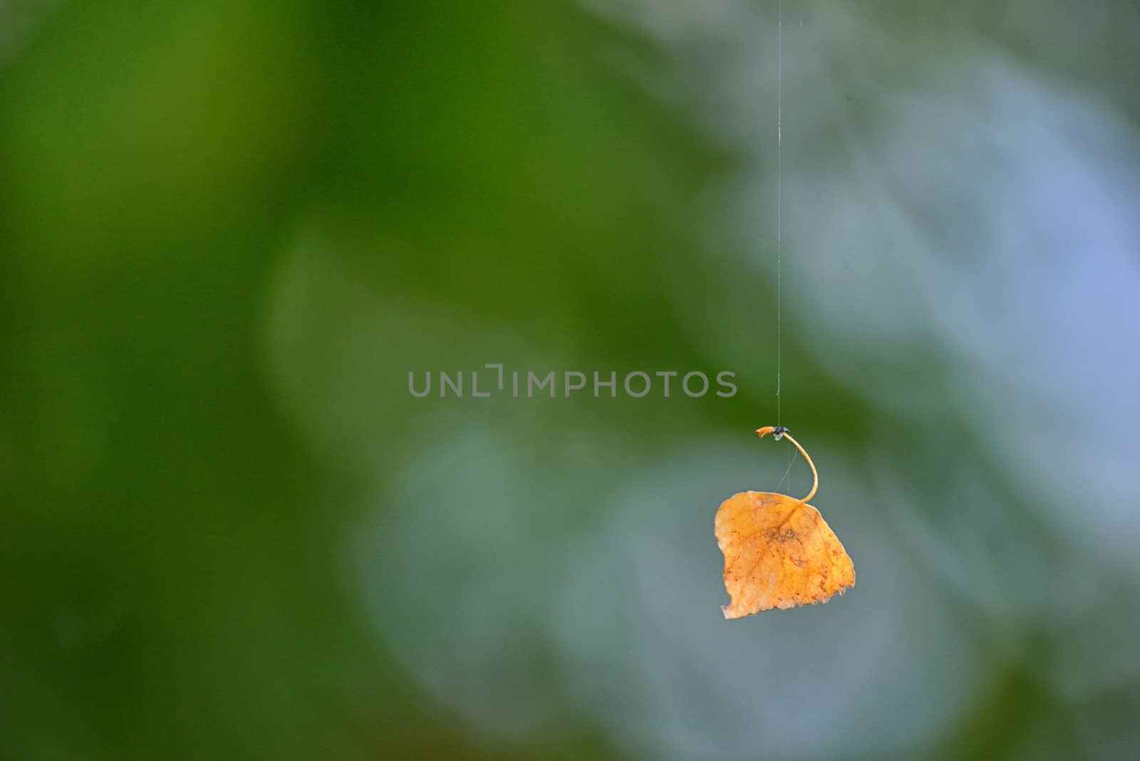 Single old leaf hanging on spiderweb in a forest