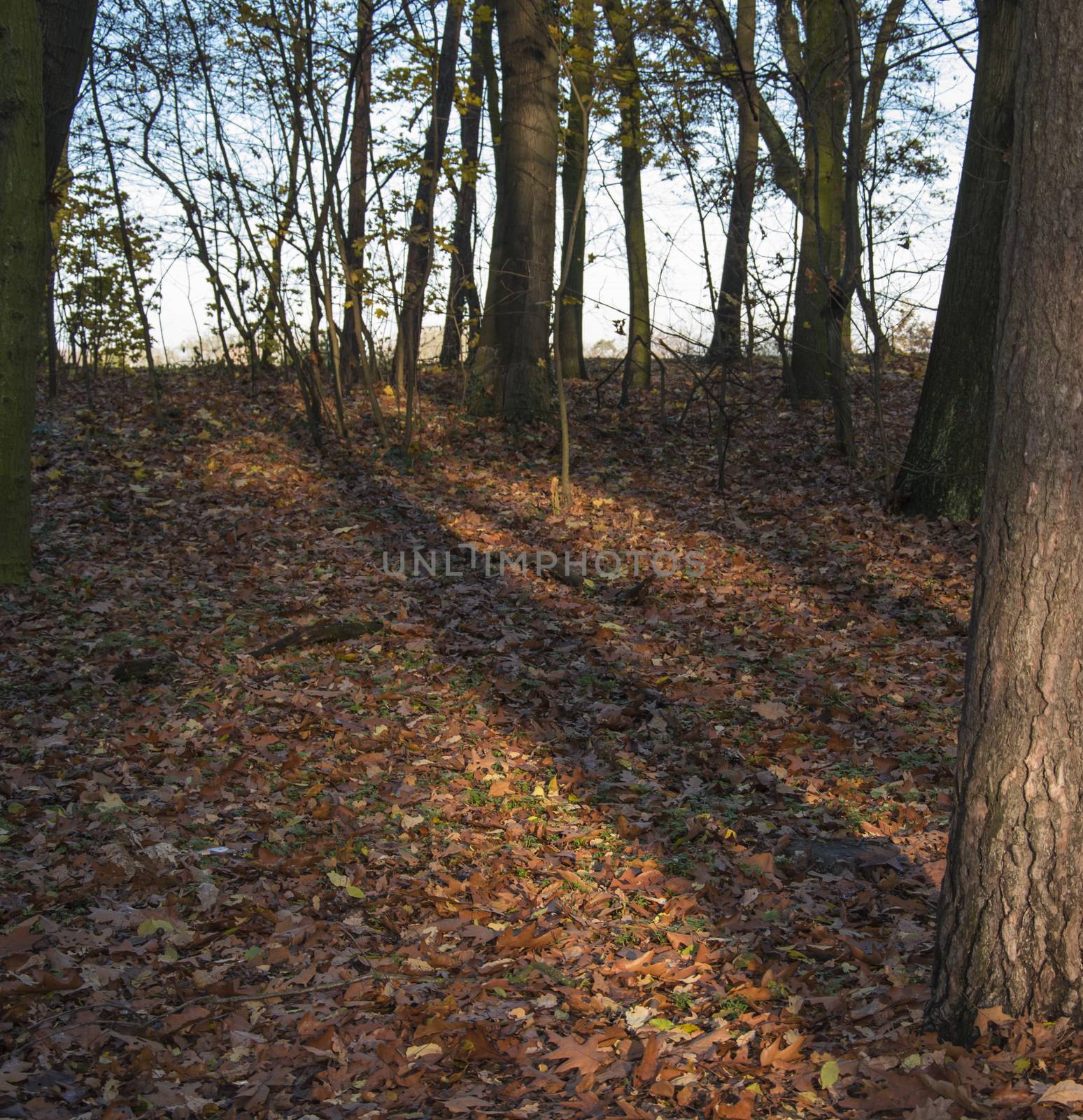 Autumn park, forest with sun rays beautiful landscape photo. Almost bare trees and colorful leaves on the ground.