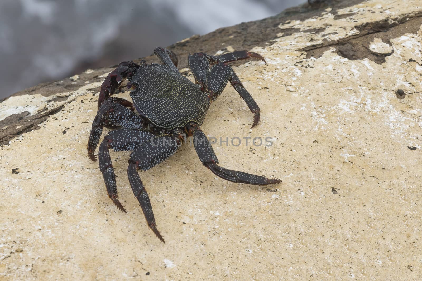 Alive black crab in nature close up photo. 