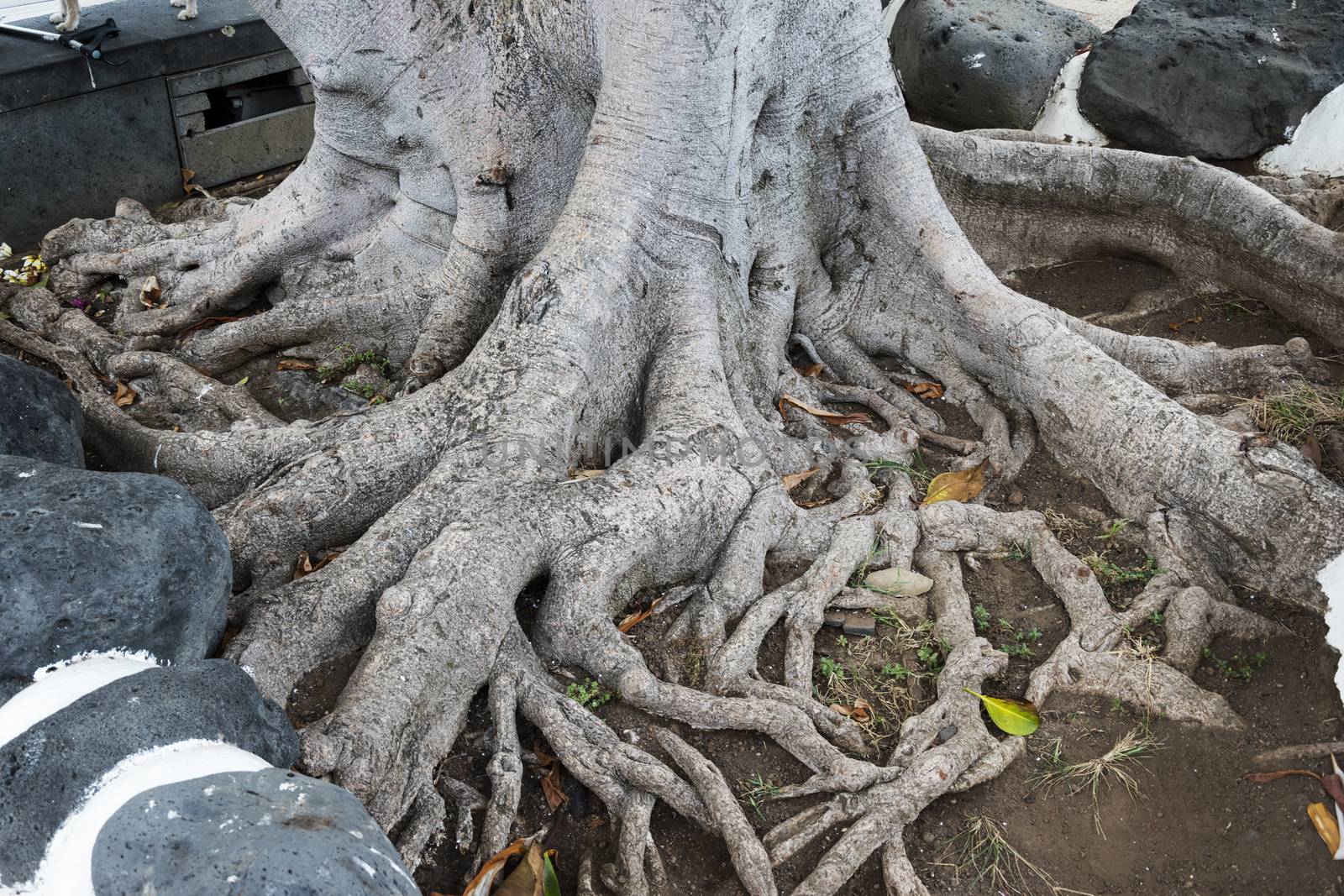Amazing bare tree roots on the ground close up photo