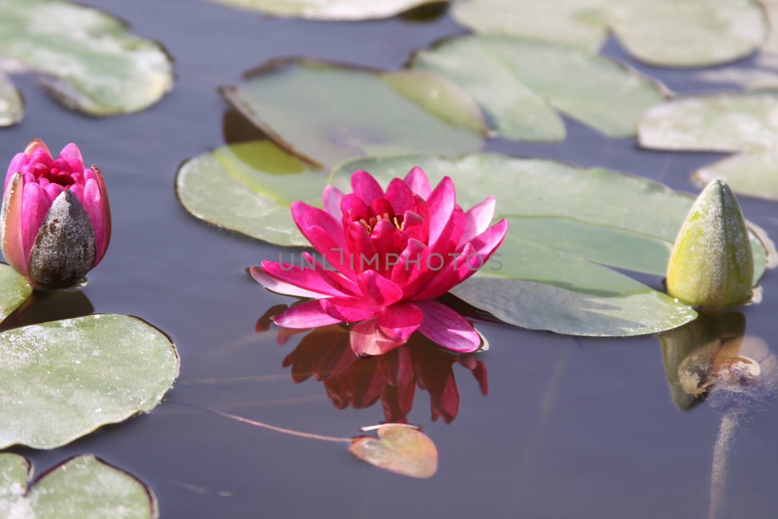 pink water lily by orcearo