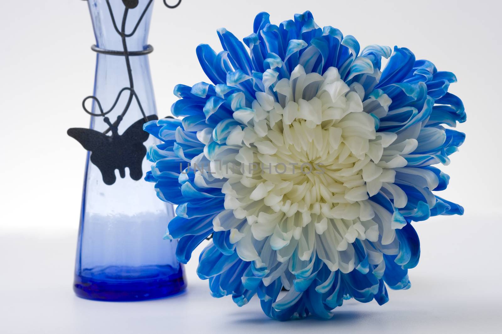 blue vase with iron butterfly and blue flower