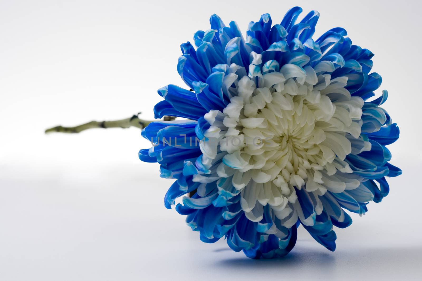 blue and white flower on white  background front side view