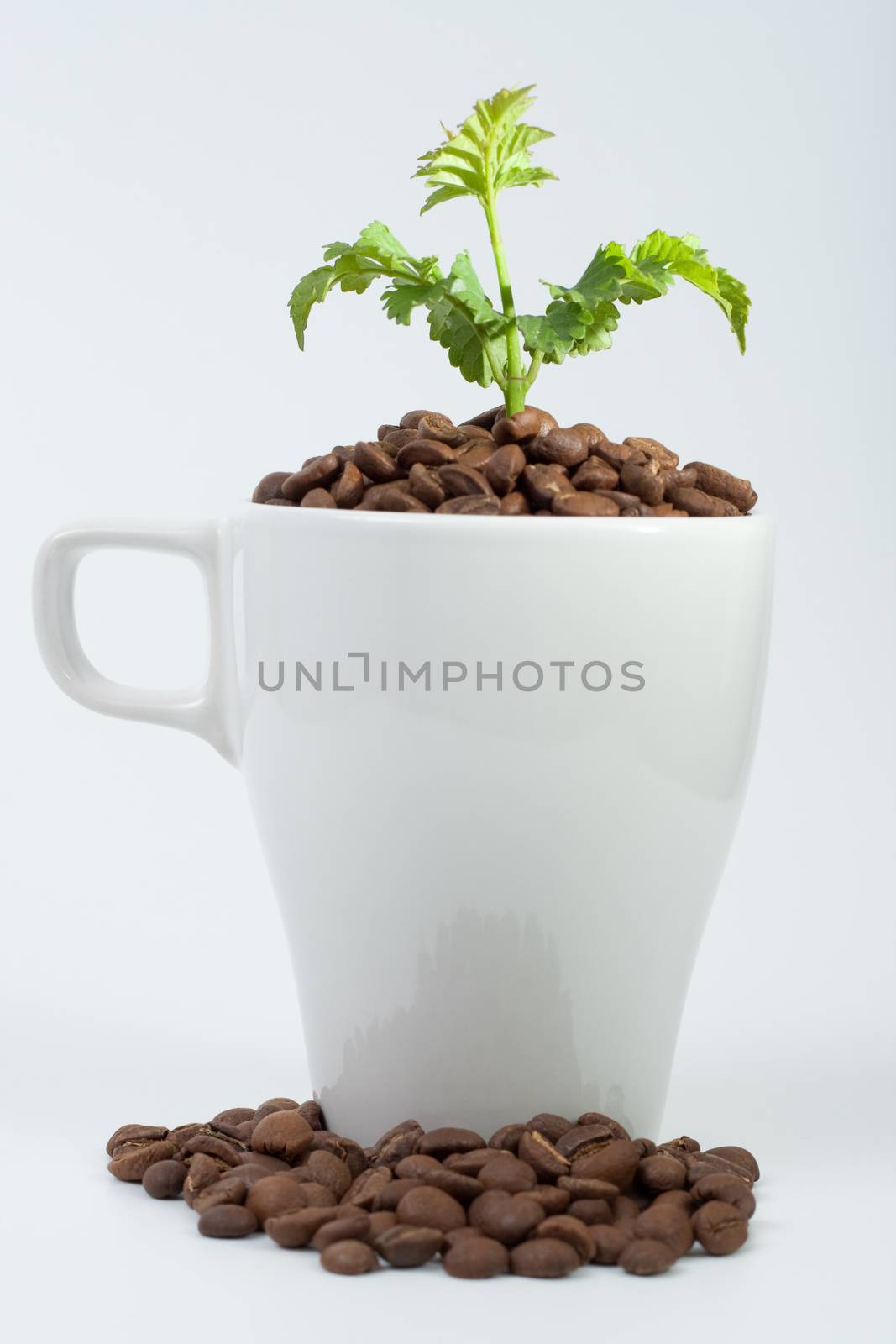 plant in a cup by orcearo