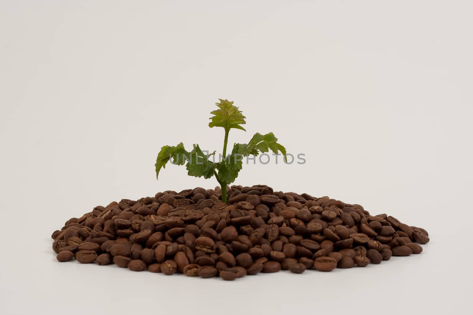coffee plant by orcearo