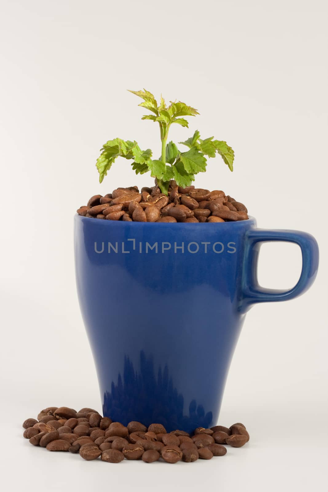 blue coffee cup with green plant and coffee beans