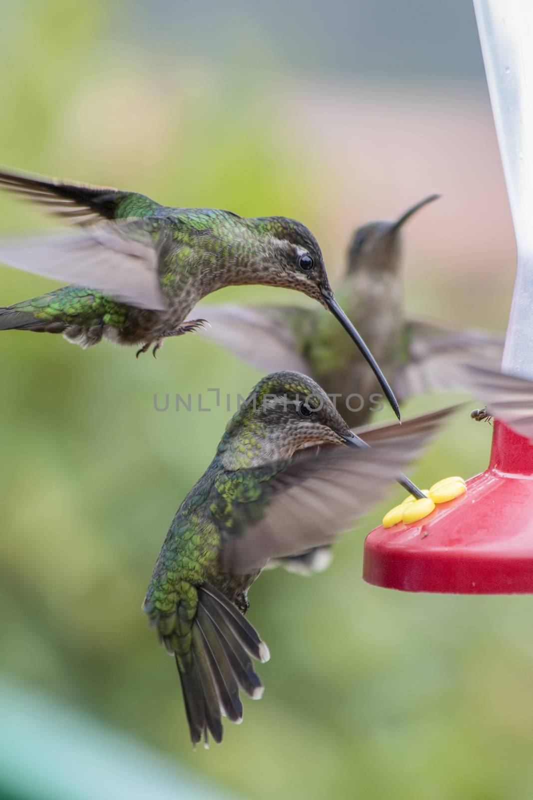 magnificent hummingbird, Eugenes fulgens, at feeder, Costa Rica