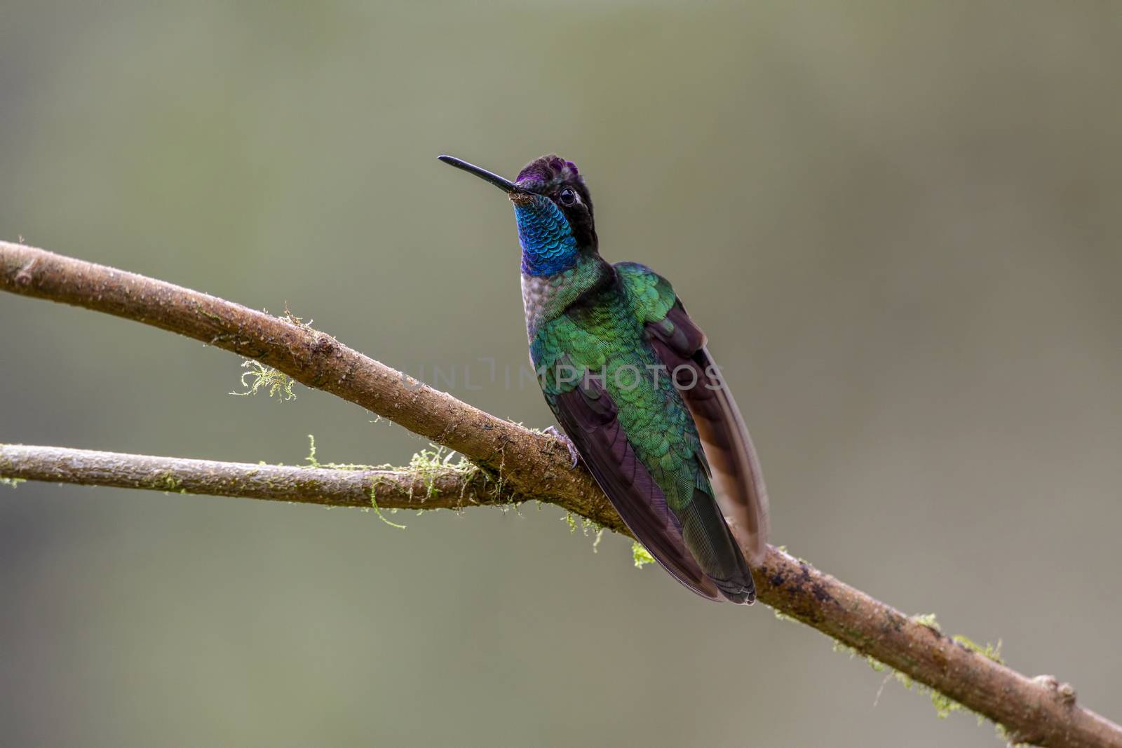 magnificent hummingbird, Eugenes fulgens, Costa Rica