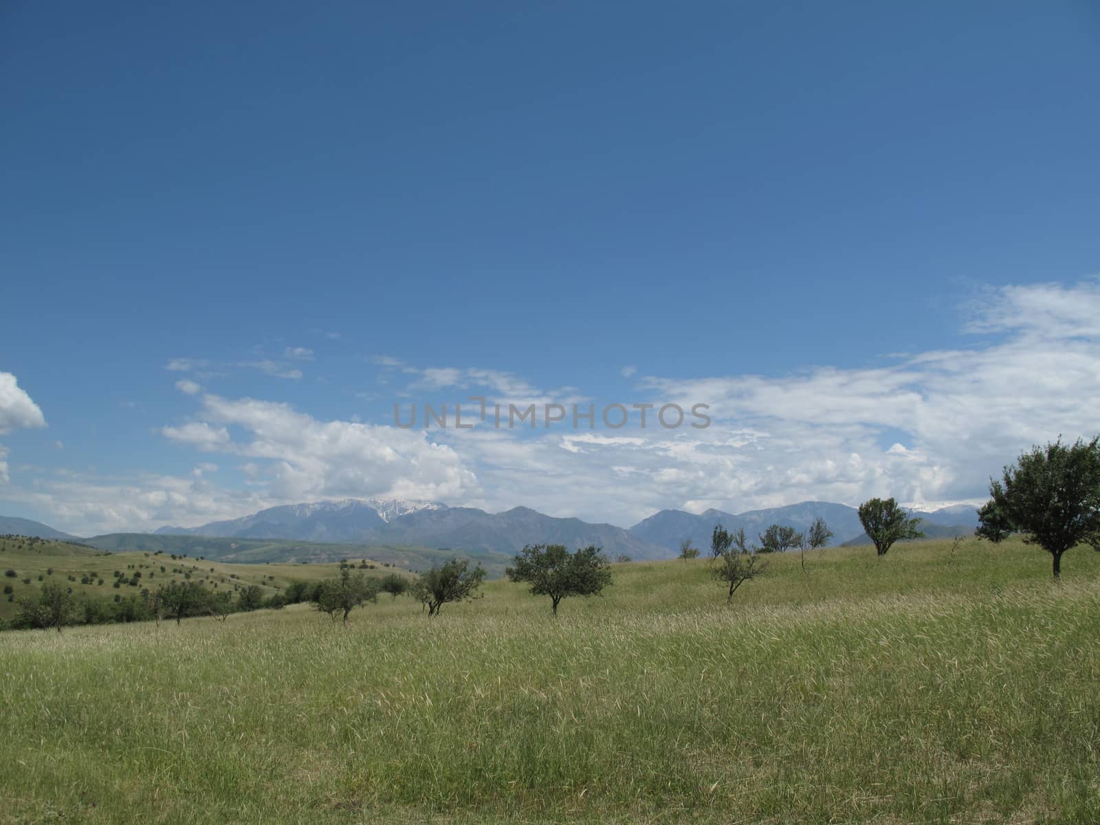 mountain meadow and a few fruit trees and in the distant mountains         