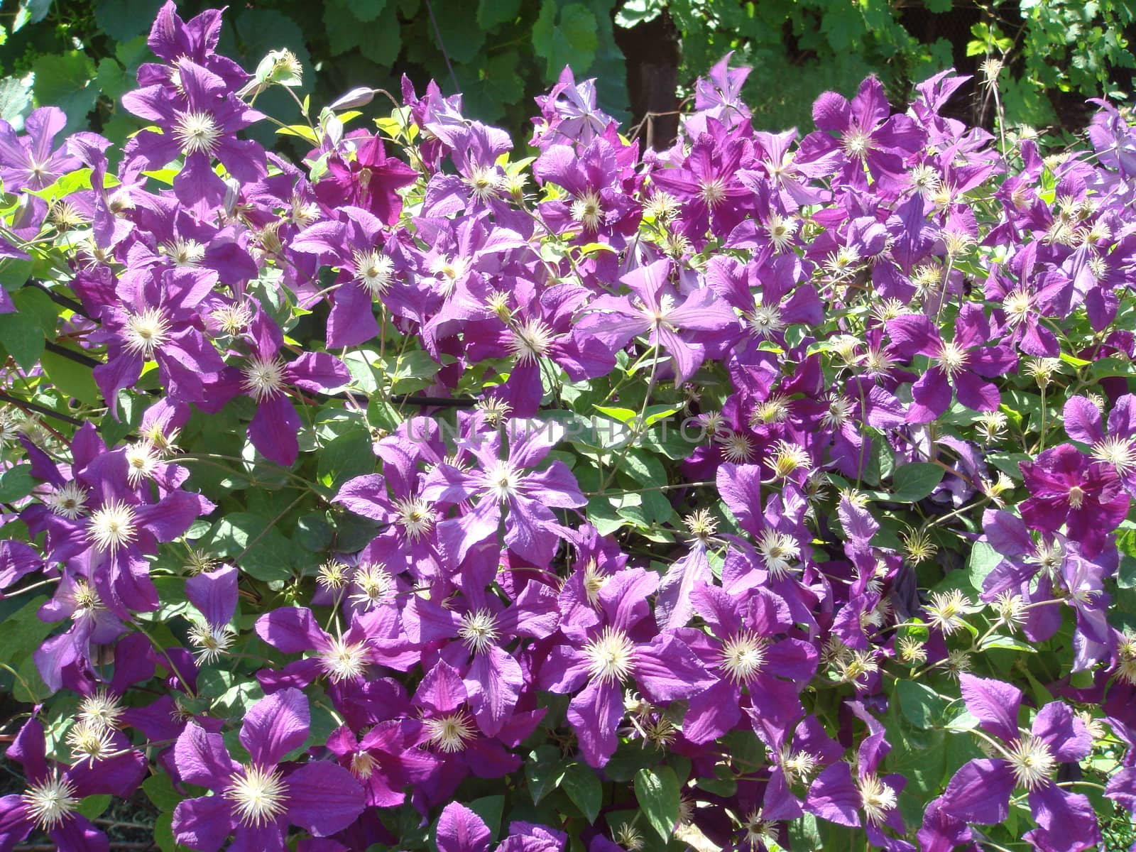 Purple flowers in the garden inspire a good spring mood                               