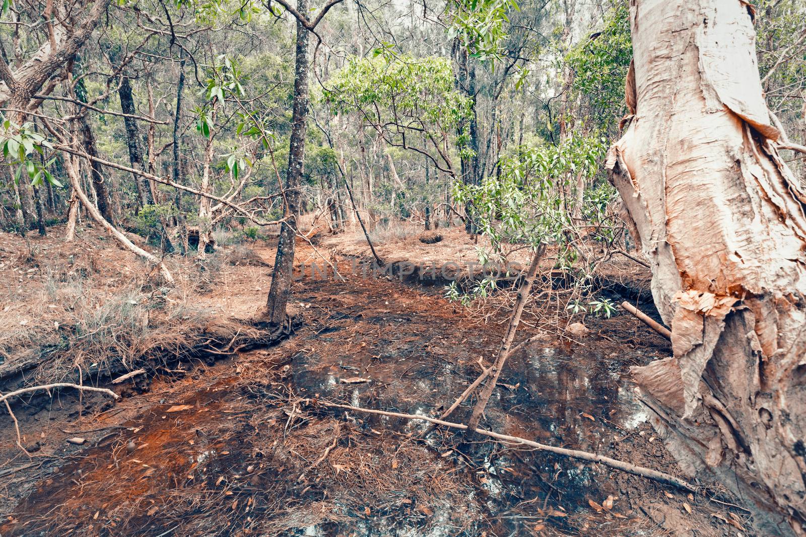 Australian drought almost dry creek by lovleah